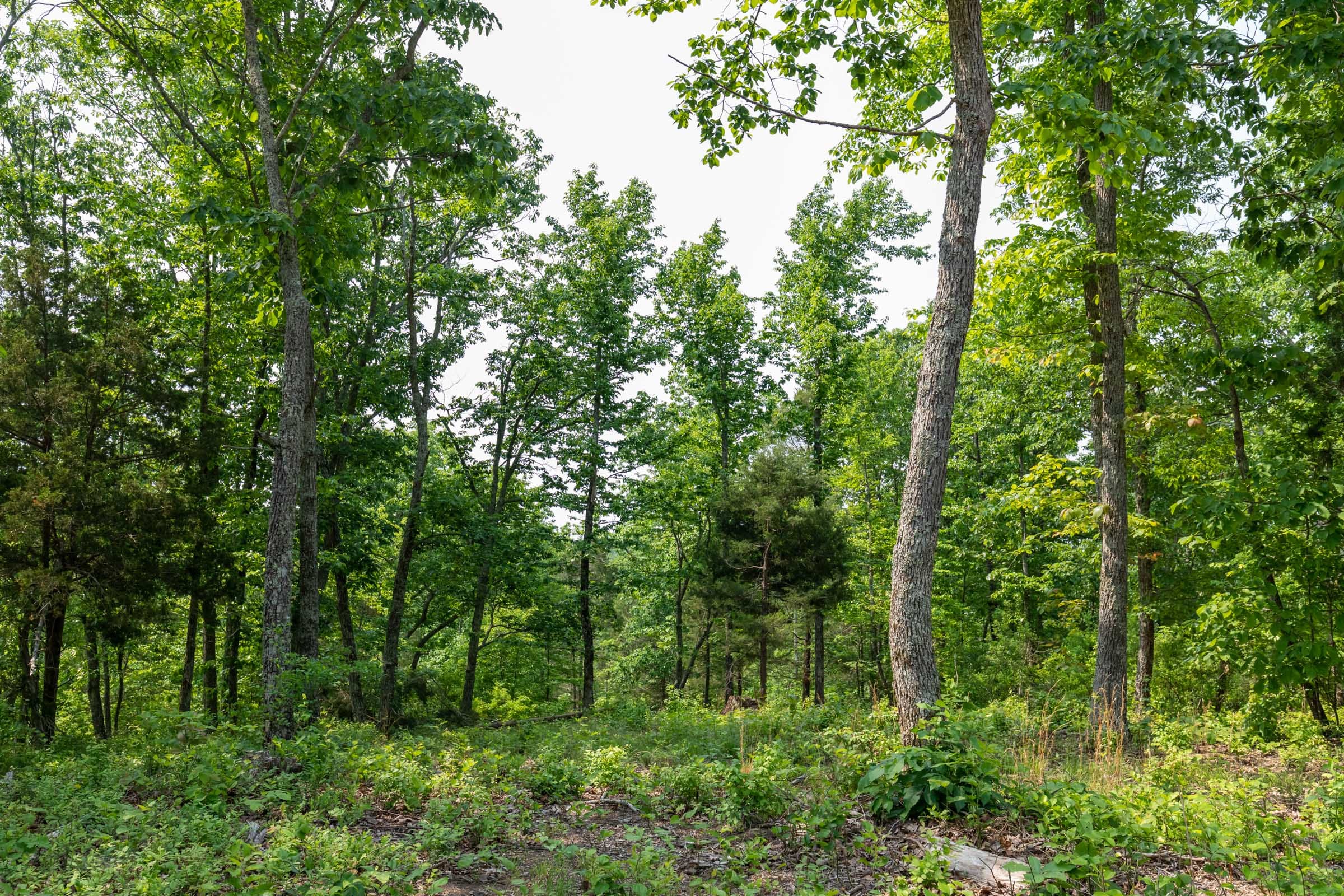 Cedar Creek Tract 4 photo 4