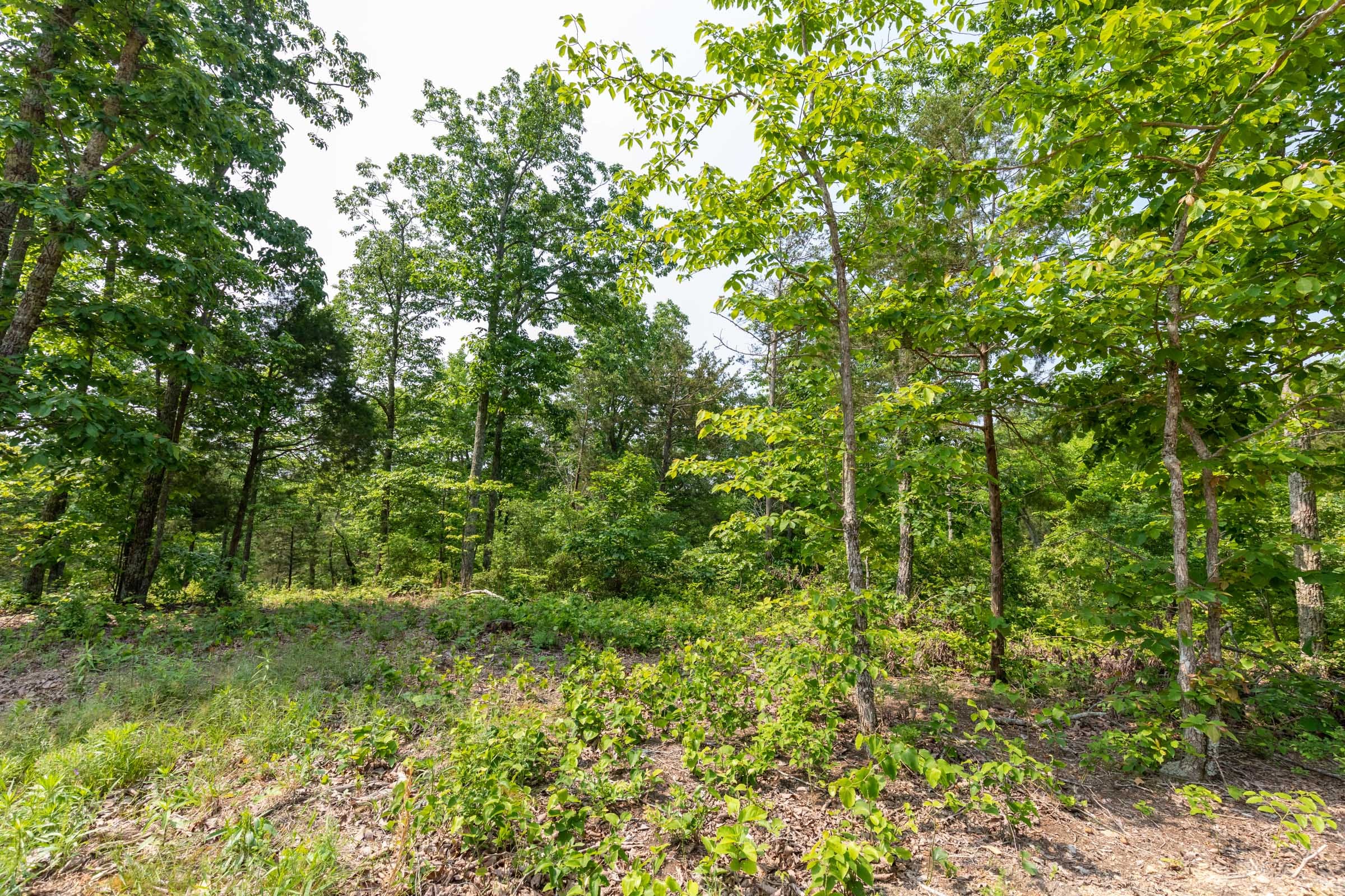 Cedar Creek Tract 4 photo 3
