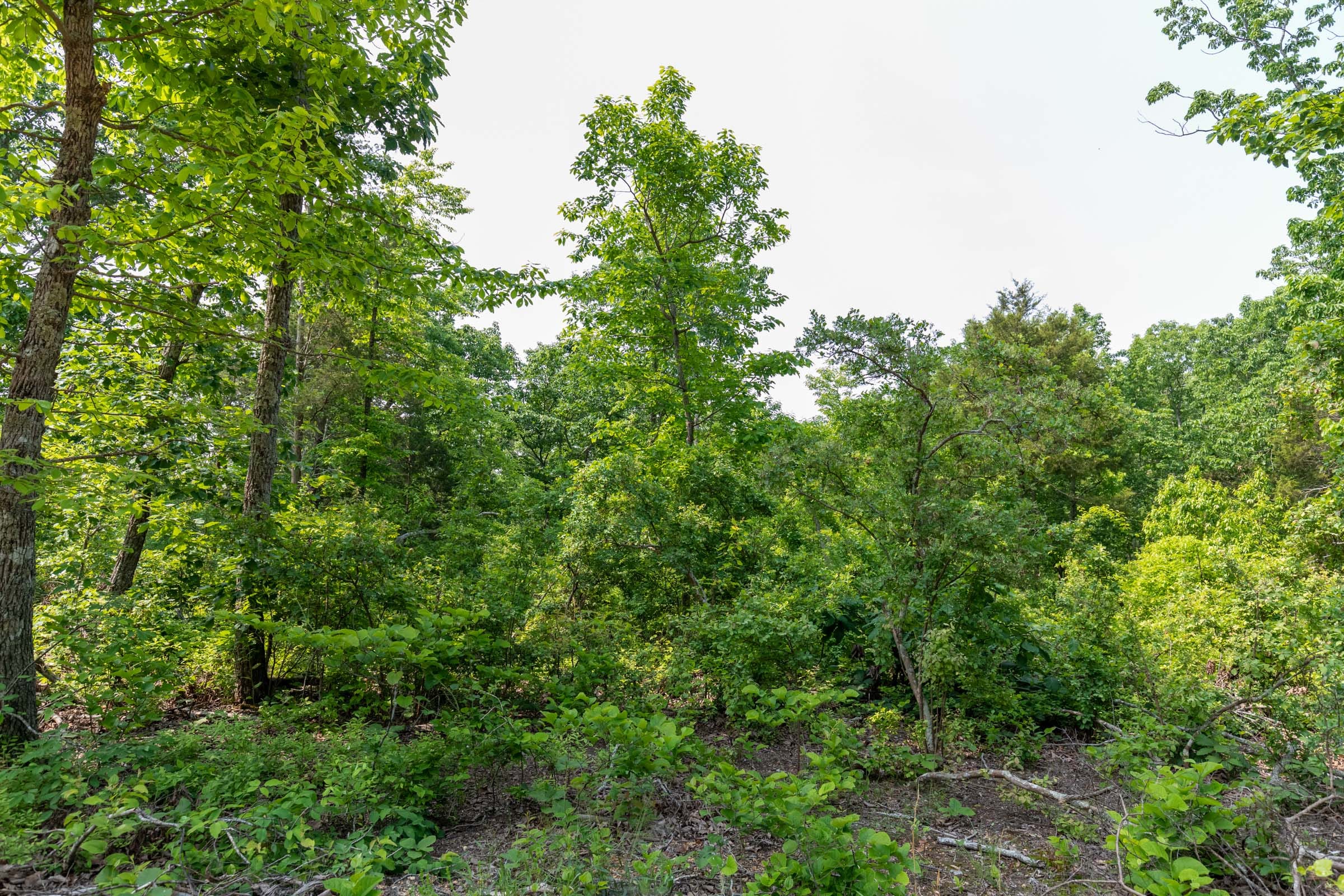 Cedar Creek Tract 4 photo 5
