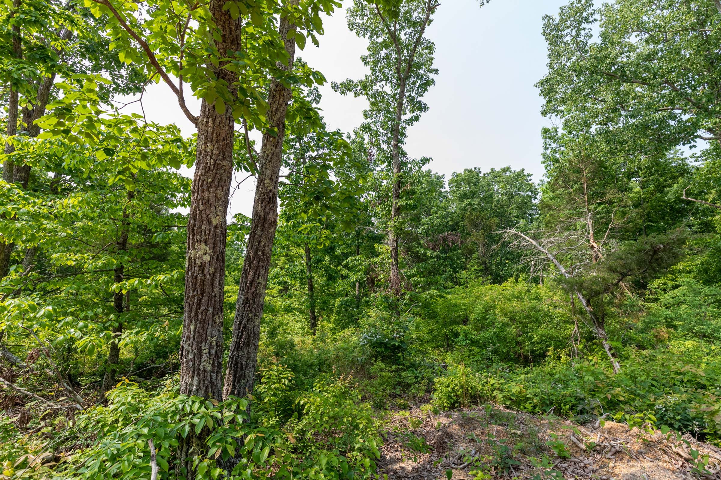 Cedar Creek Tract 4 photo 6