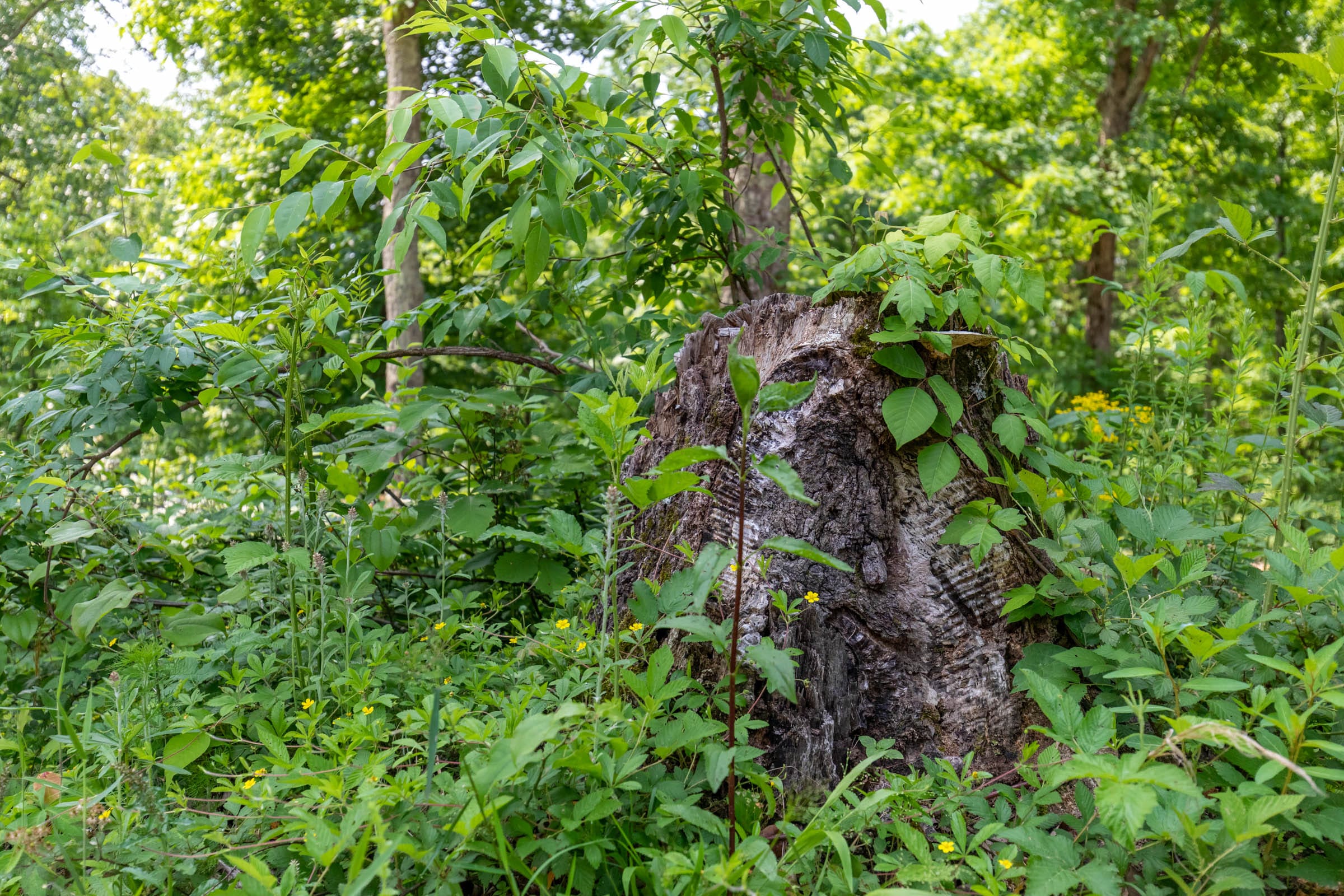 Cedar Creek Tract 4 photo 8