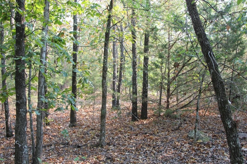 Lake View Ranch Tract 25 photo 3