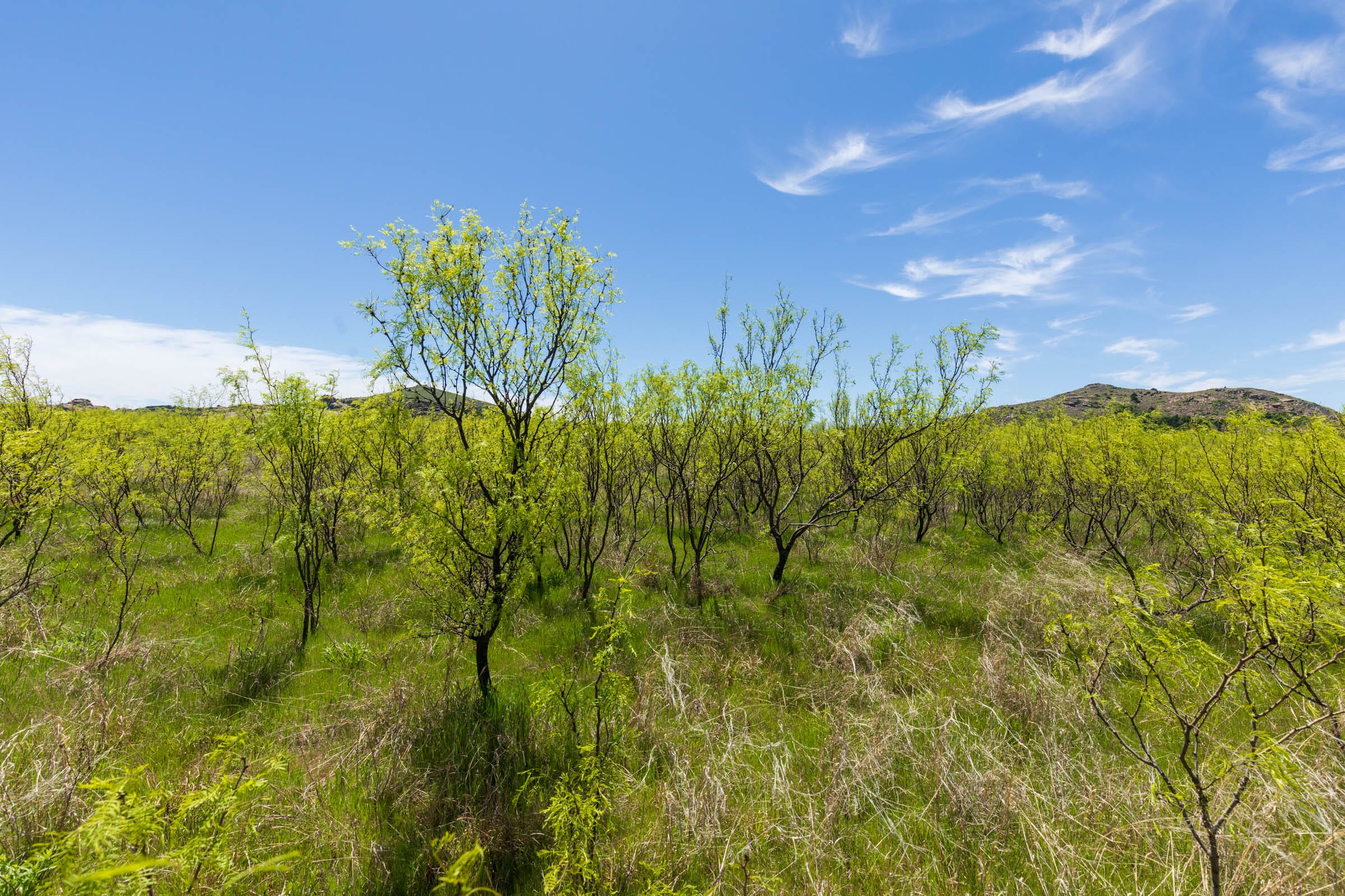 Hackberry Fields Tract 2 photo 4