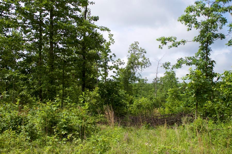 Thunder Mountain Ranch Tract 20 photo 5