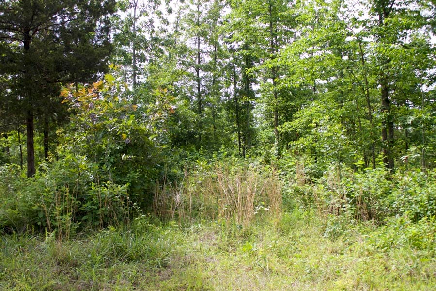 Thunder Mountain Ranch Tract 20 photo 6