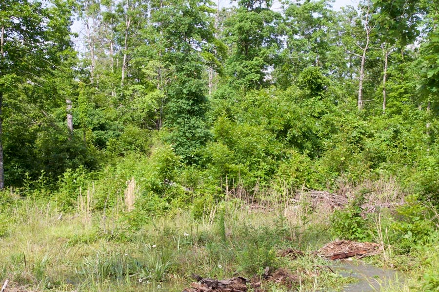 Thunder Mountain Ranch Tract 20 photo 9