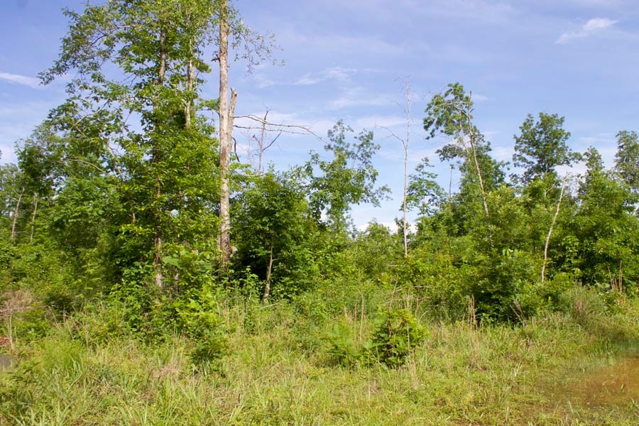 Thunder Mountain Ranch Tract 20 photo 11