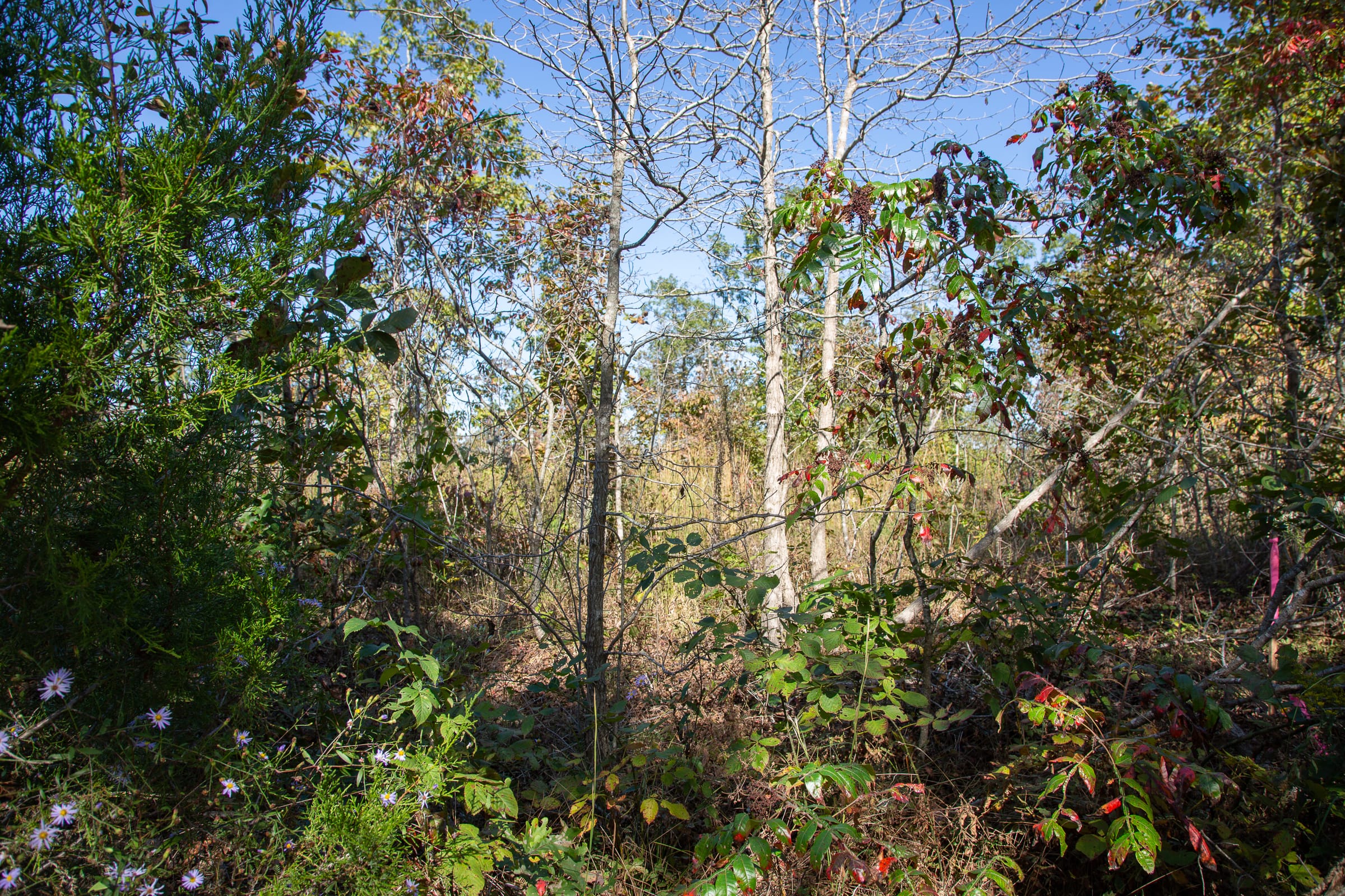 Borgmann’s Hollow Phase III Tract 101 photo 2