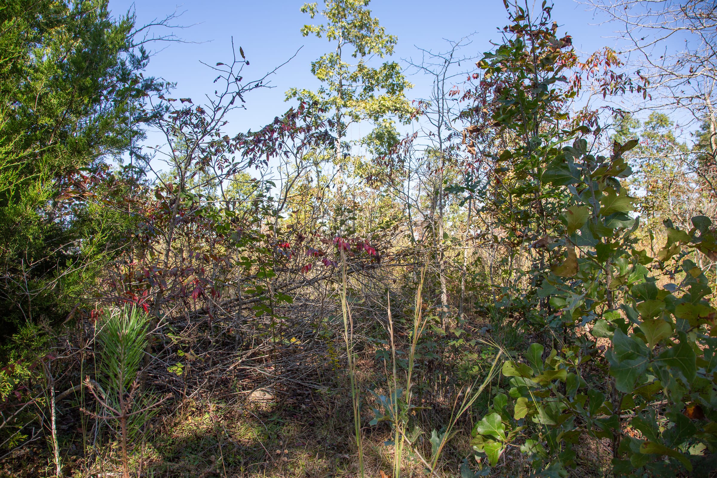 Borgmann’s Hollow Phase III Tract 101 photo 3