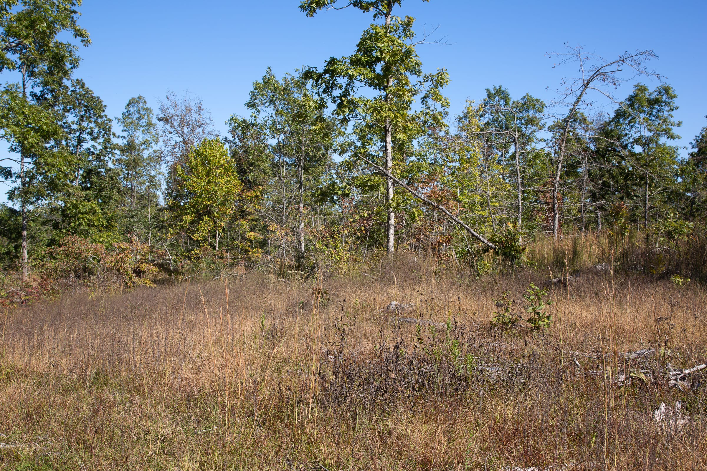 Borgmann’s Hollow Phase III Tract 101 photo 4