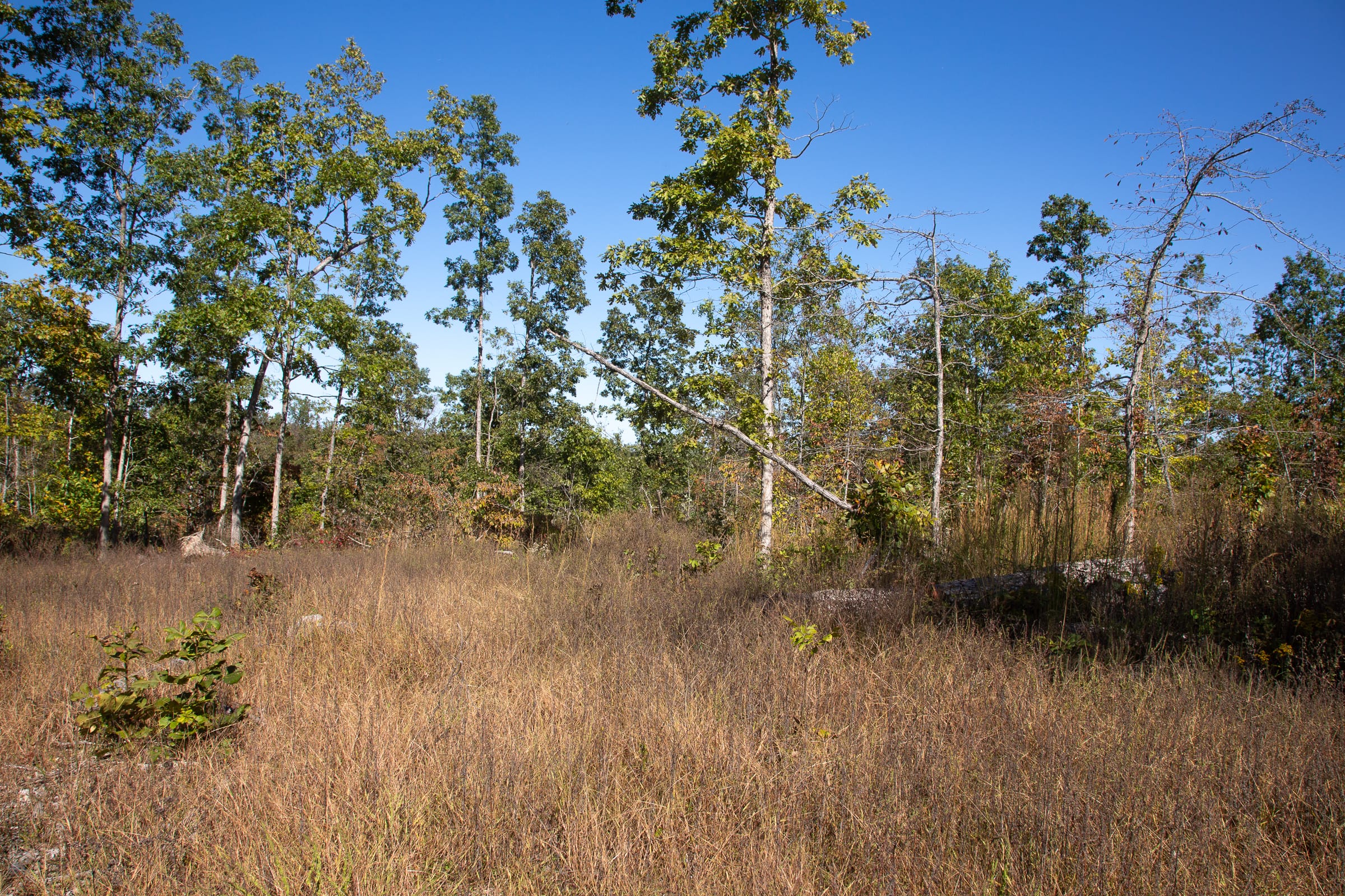 Borgmann’s Hollow Phase III Tract 101 photo 6
