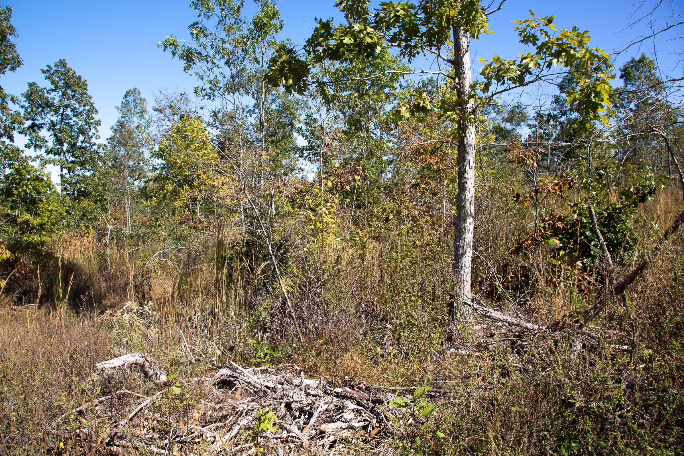 Borgmann’s Hollow Phase III Tract 101 photo 7