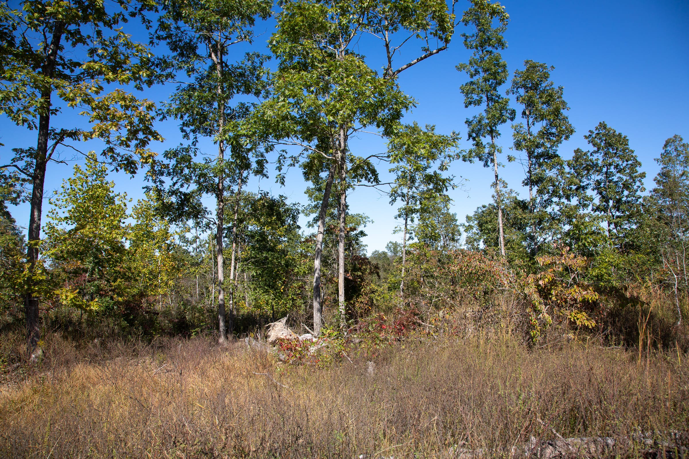 Borgmann’s Hollow Phase III Tract 101 photo 8