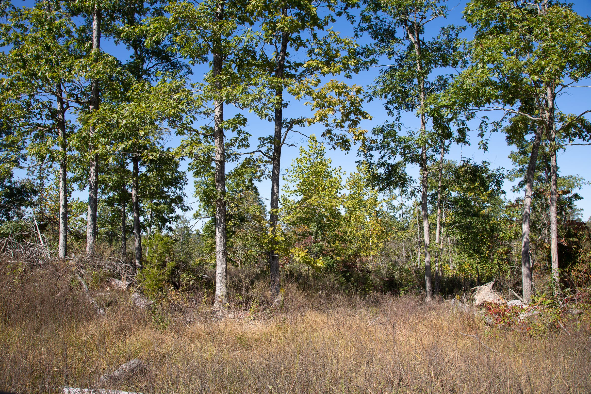 Borgmann’s Hollow Phase III Tract 101 photo 9