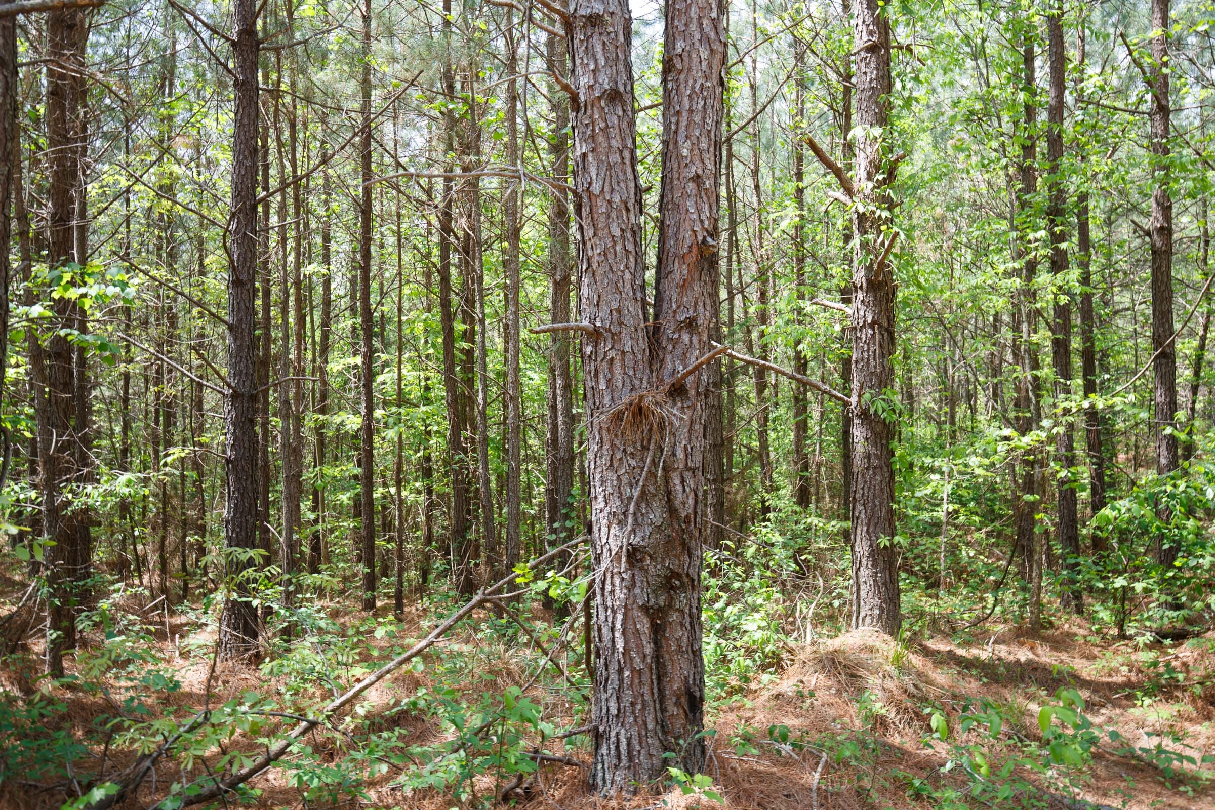 Red Barn Ranch Tract 61 photo 2