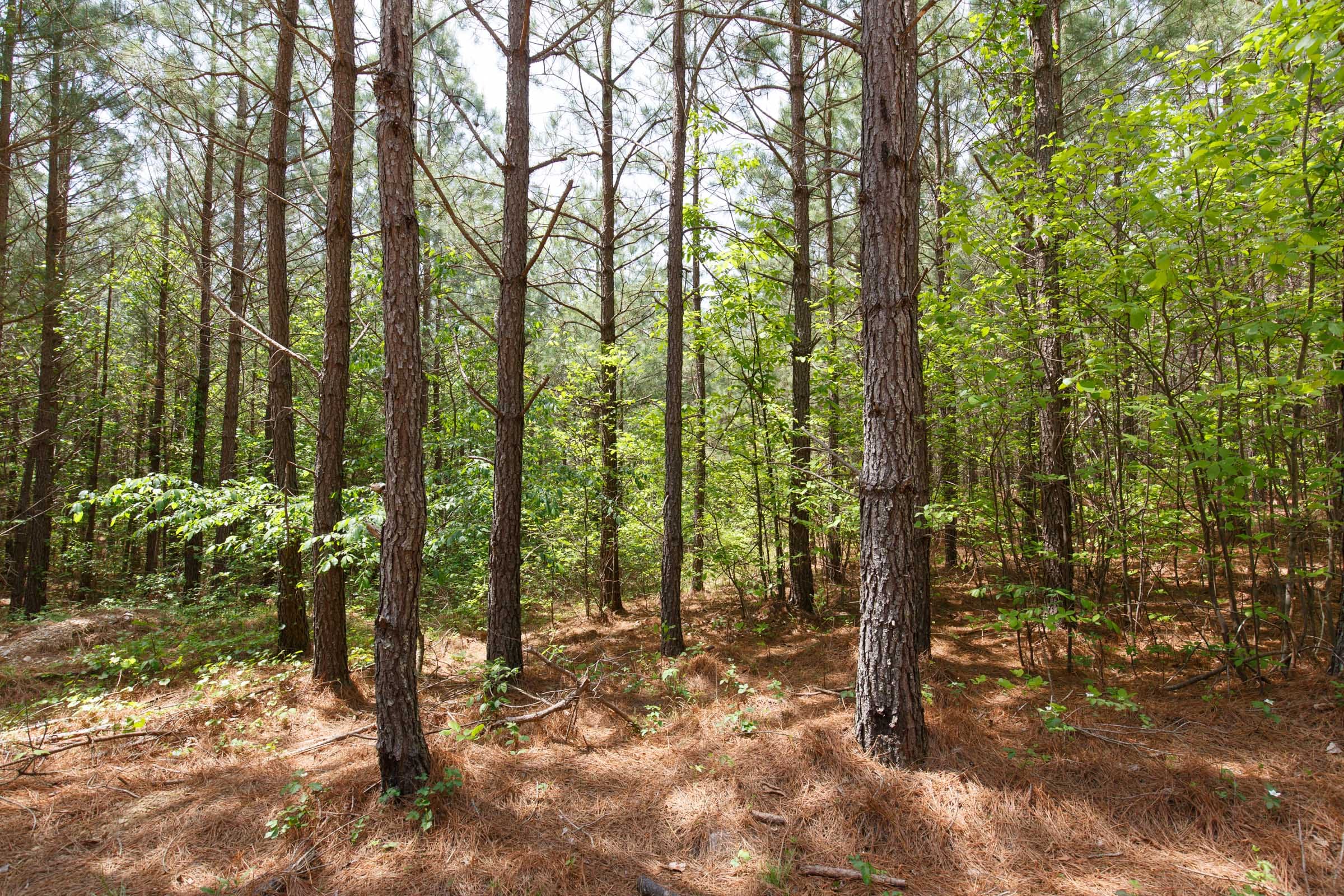 Red Barn Ranch Tract 61 photo 3