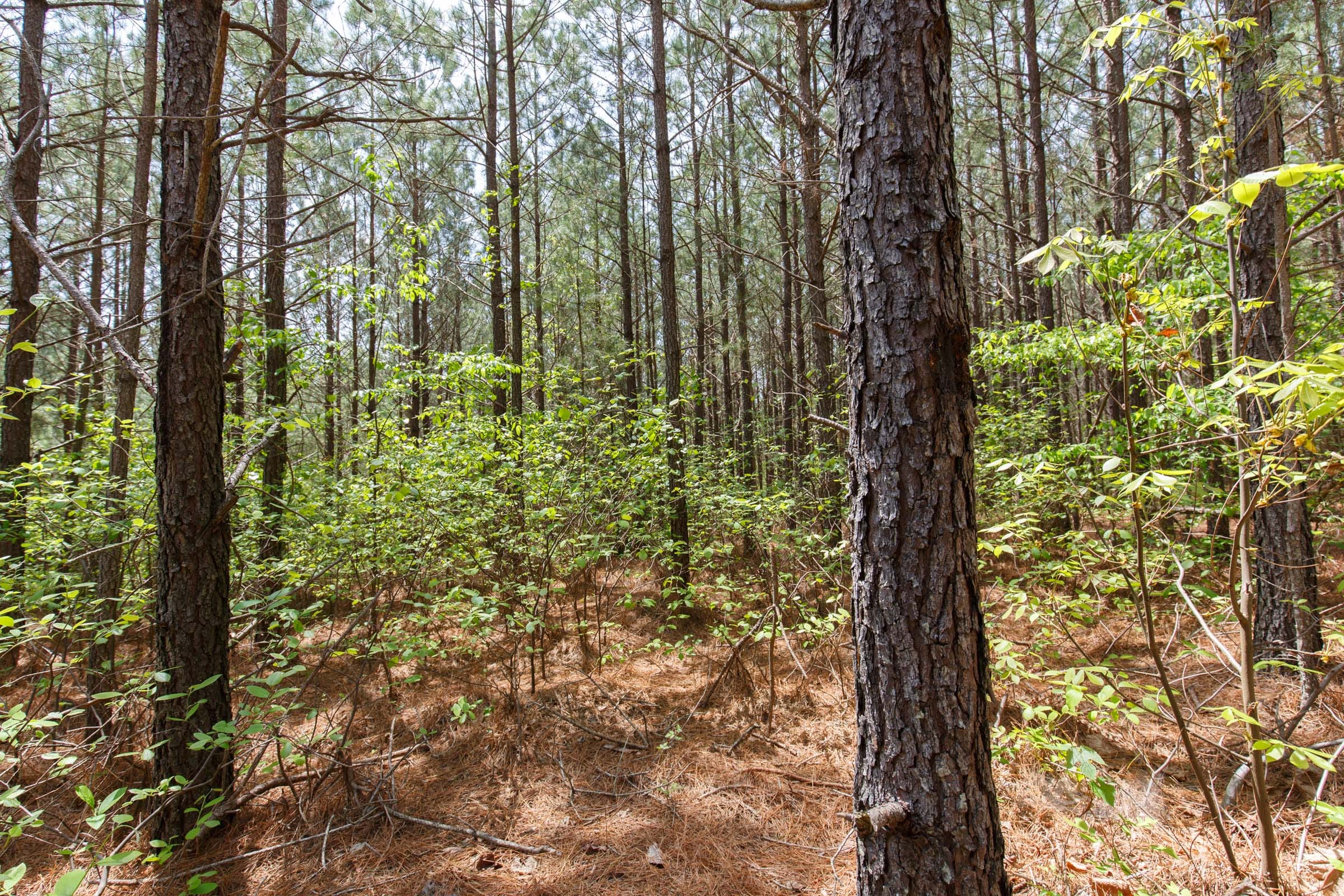 Red Barn Ranch Tract 61 photo 5