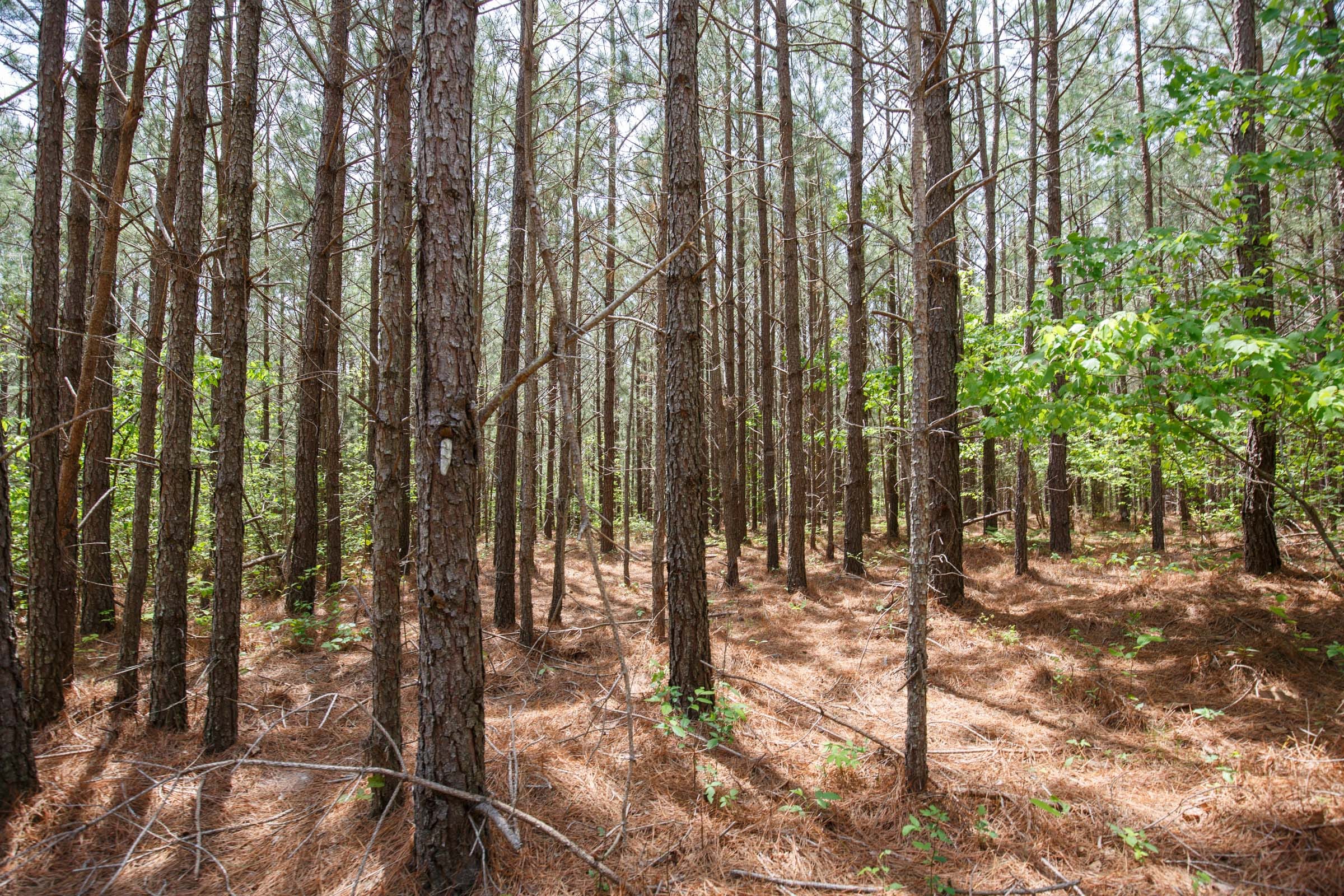 Red Barn Ranch Tract 61 photo 6