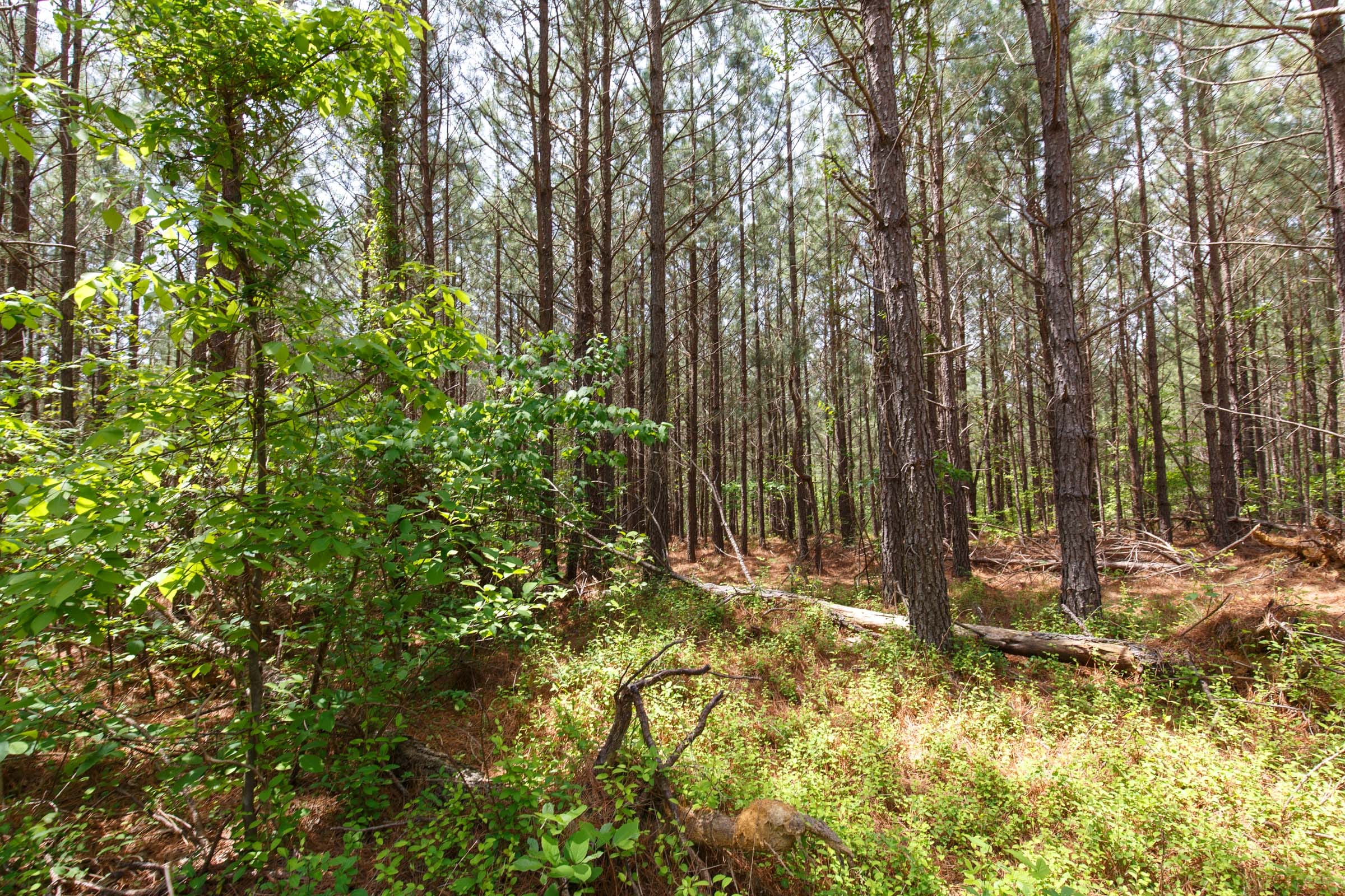 Red Barn Ranch Tract 61 photo 8