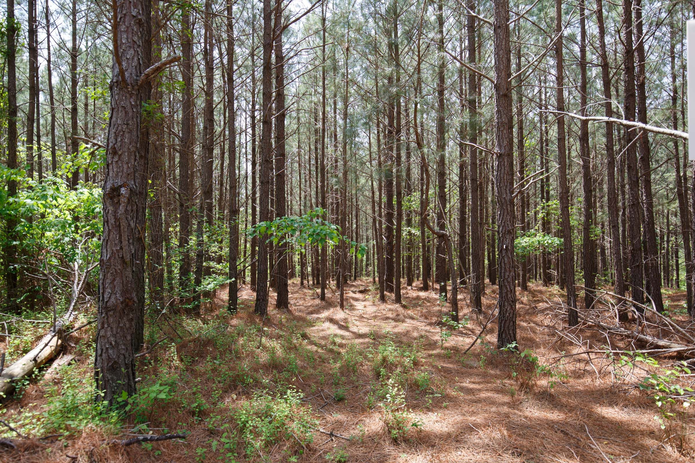 Red Barn Ranch Tract 61 photo 9