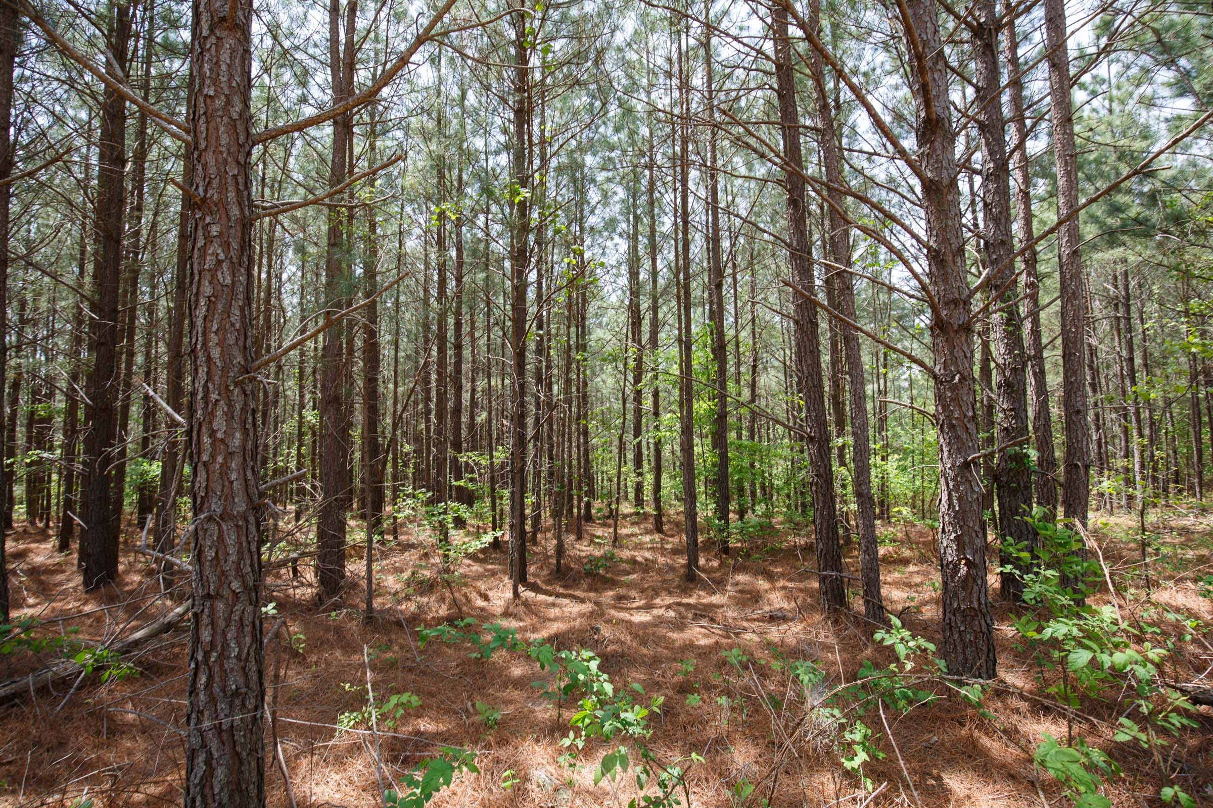 Red Barn Ranch Tract 61 photo 10
