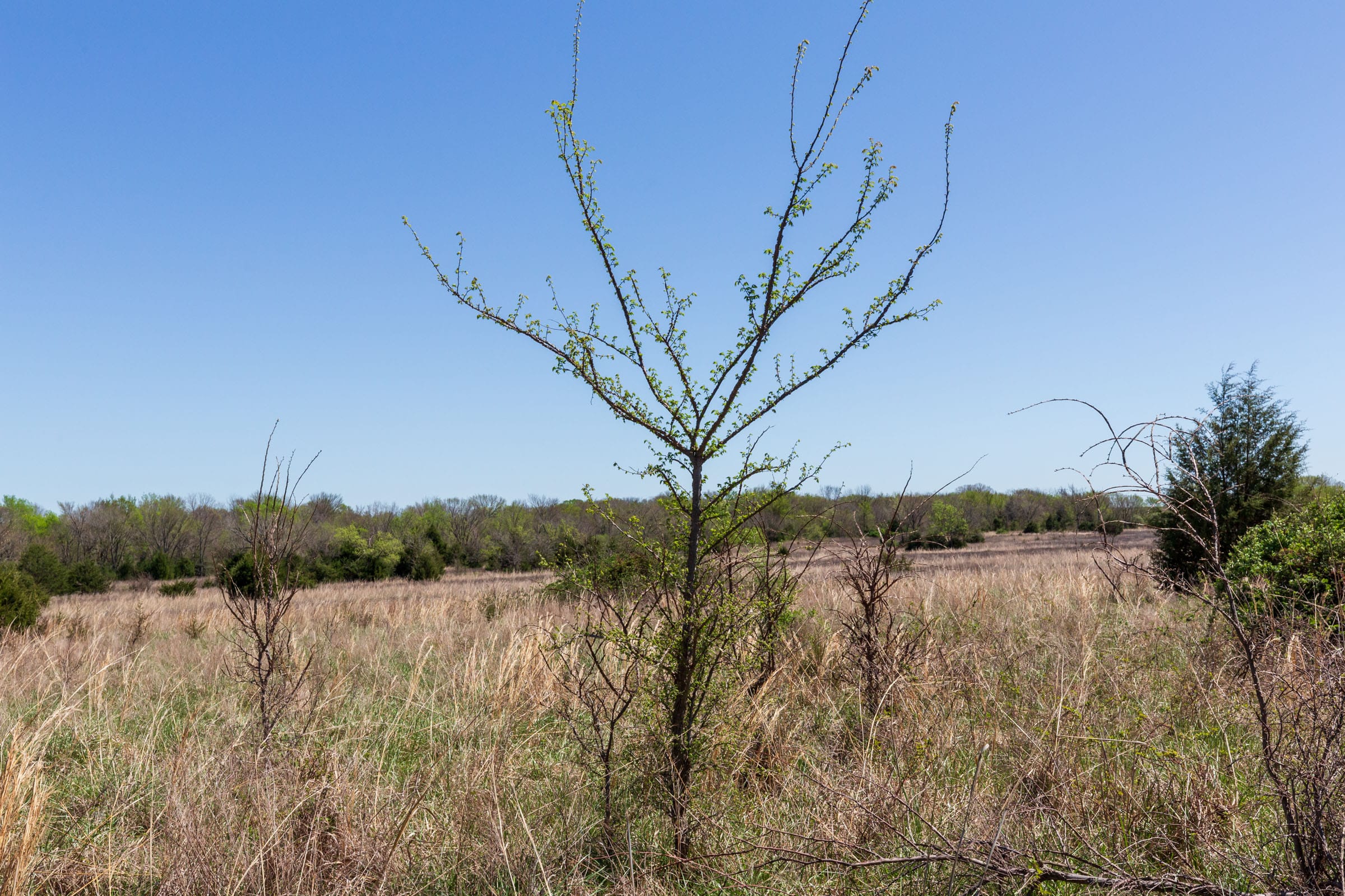 Prairie Grove Tract 25 photo 2