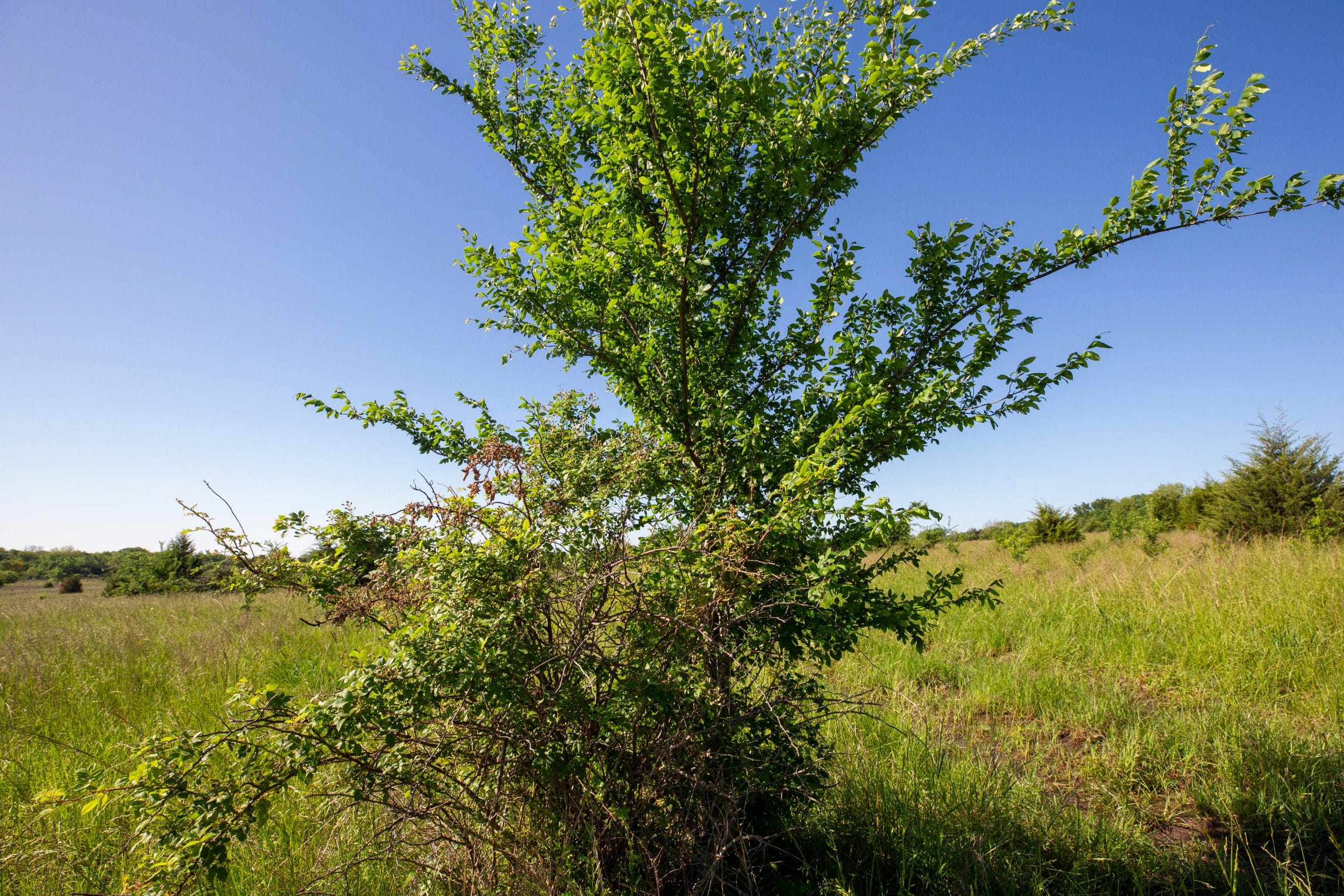 Prairie Grove Tract 25 photo 10