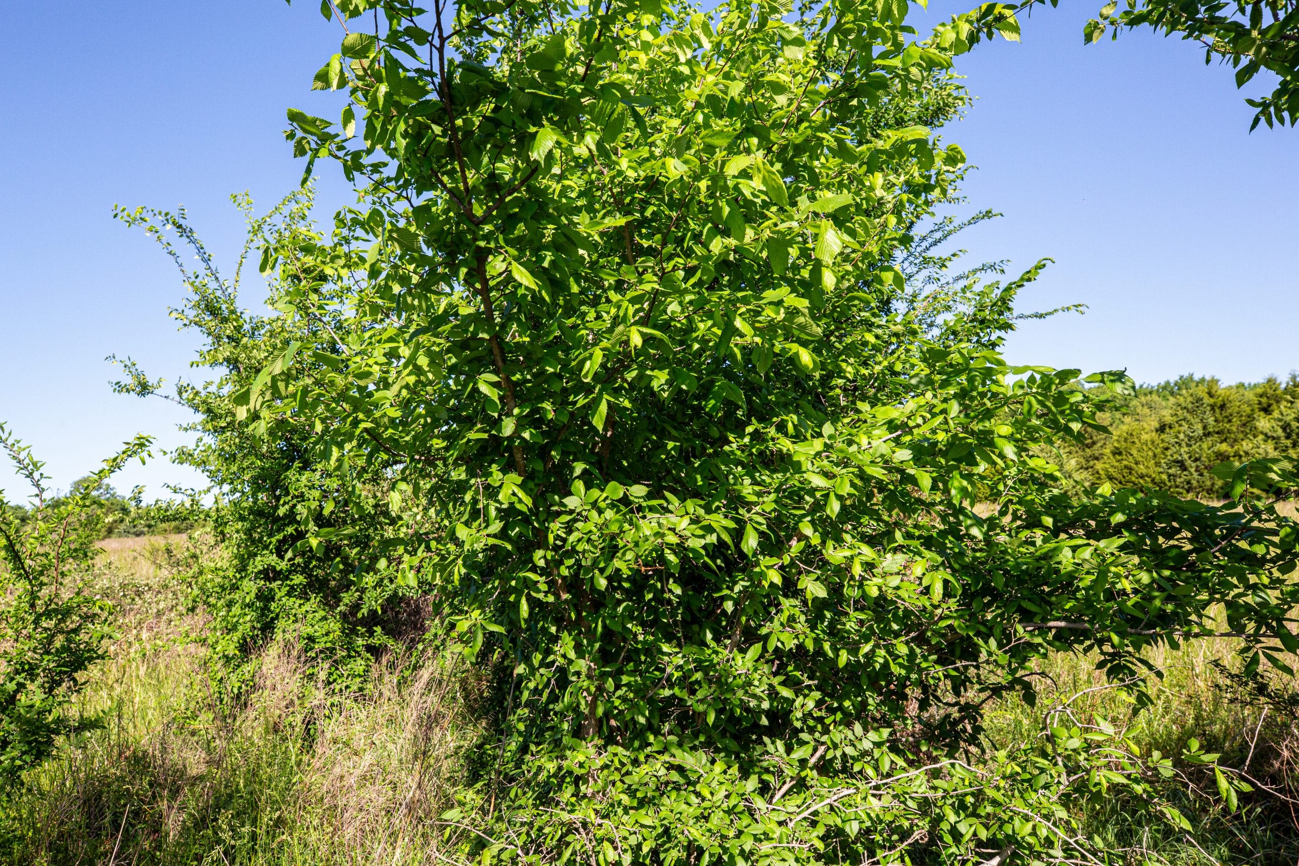 Prairie Grove Tract 25 photo 3