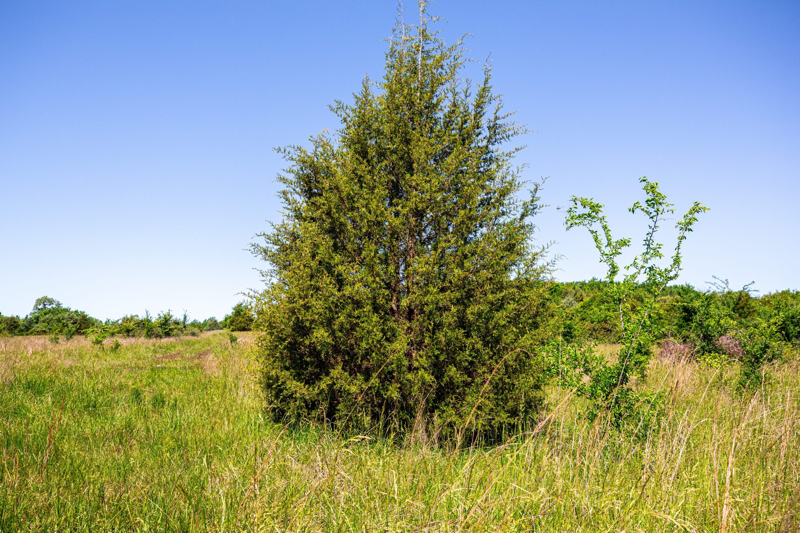 Prairie Grove Tract 25 photo 13