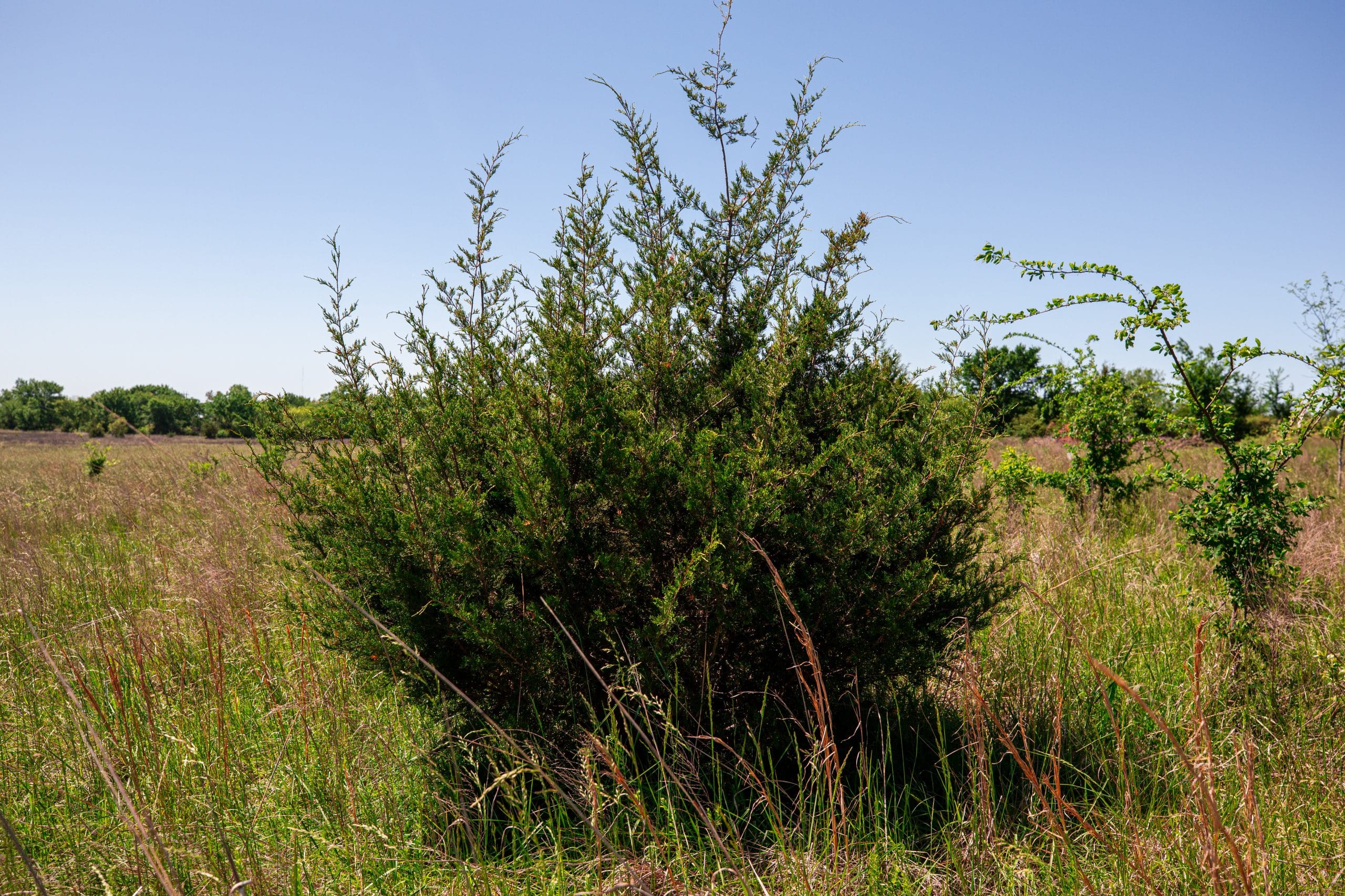 Prairie Grove Tract 25 photo 18