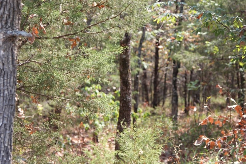 Lake View Ranch Tract 7 photo 5