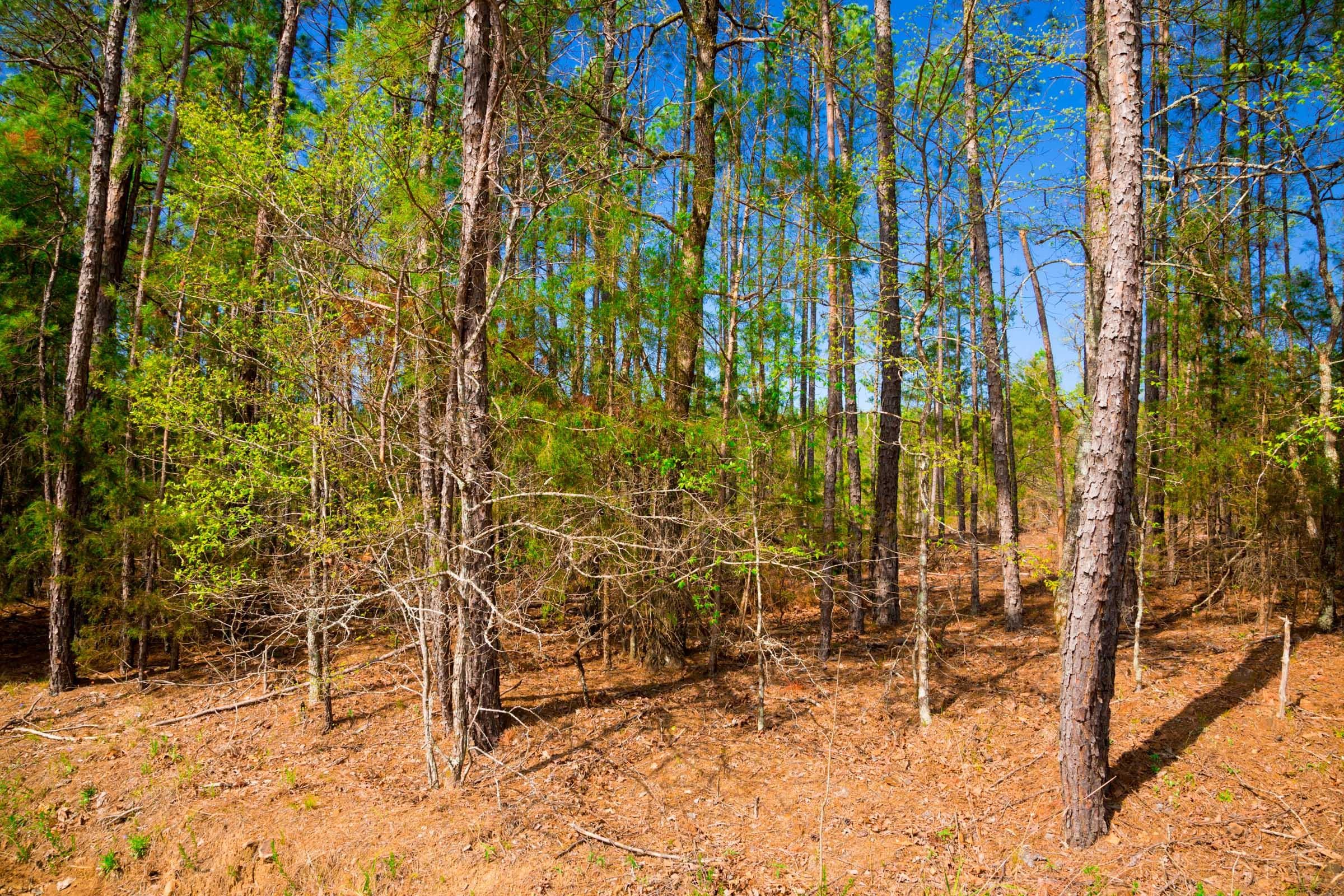 Stone Creek Phase II Tract 258 photo 4