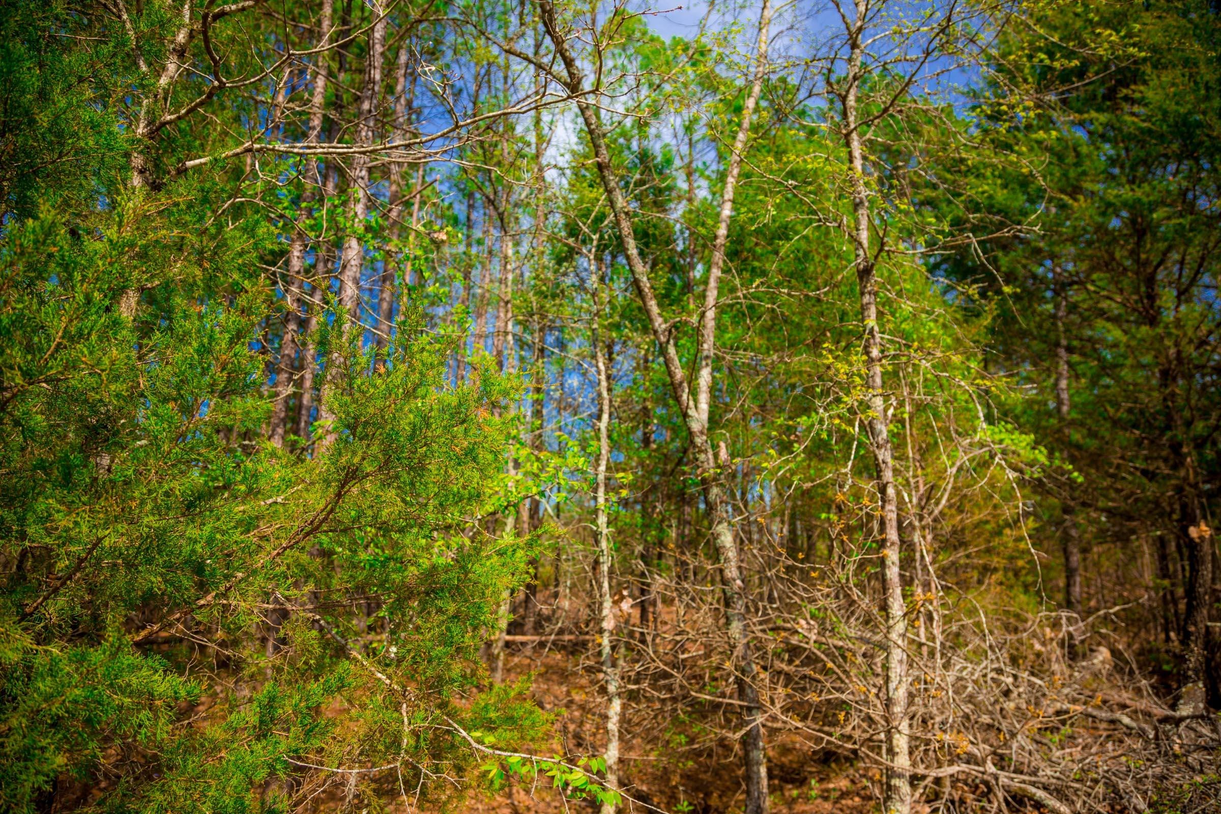 Stone Creek Phase II Tract 258 photo 5