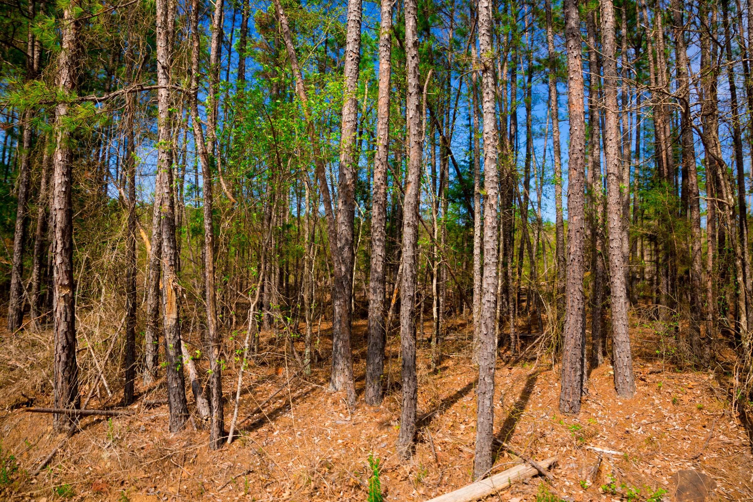 Stone Creek Phase II Tract 258 photo 7