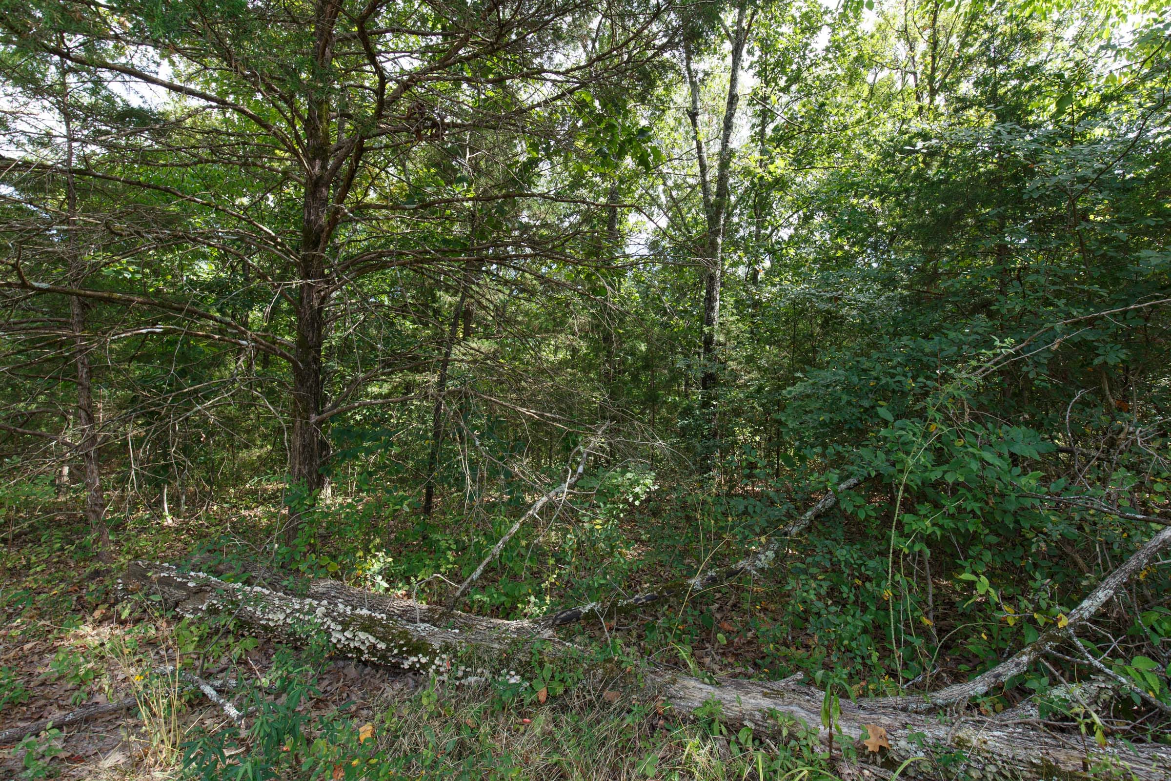 Wildwood Tract 1 photo 5