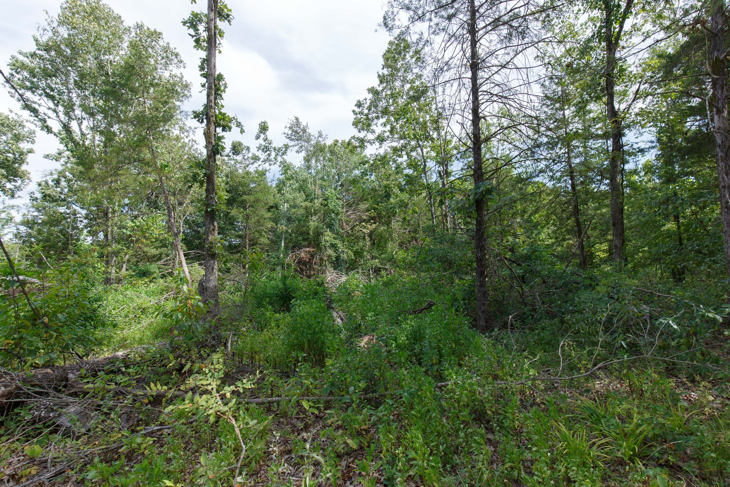 Wildwood Tract 1 photo 6