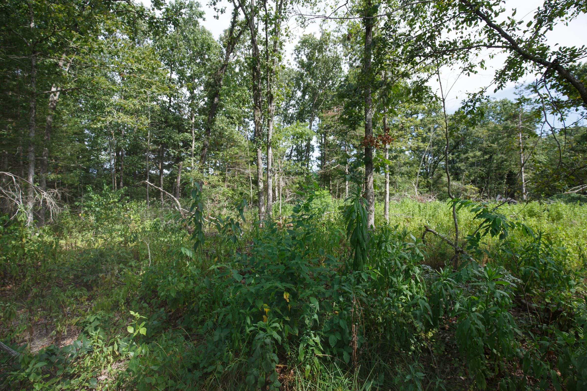 Wildwood Tract 1 photo 8