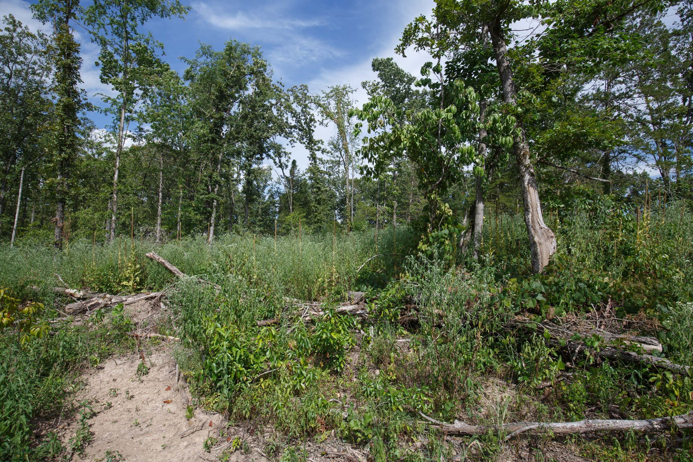 Wildwood Tract 1 photo 9