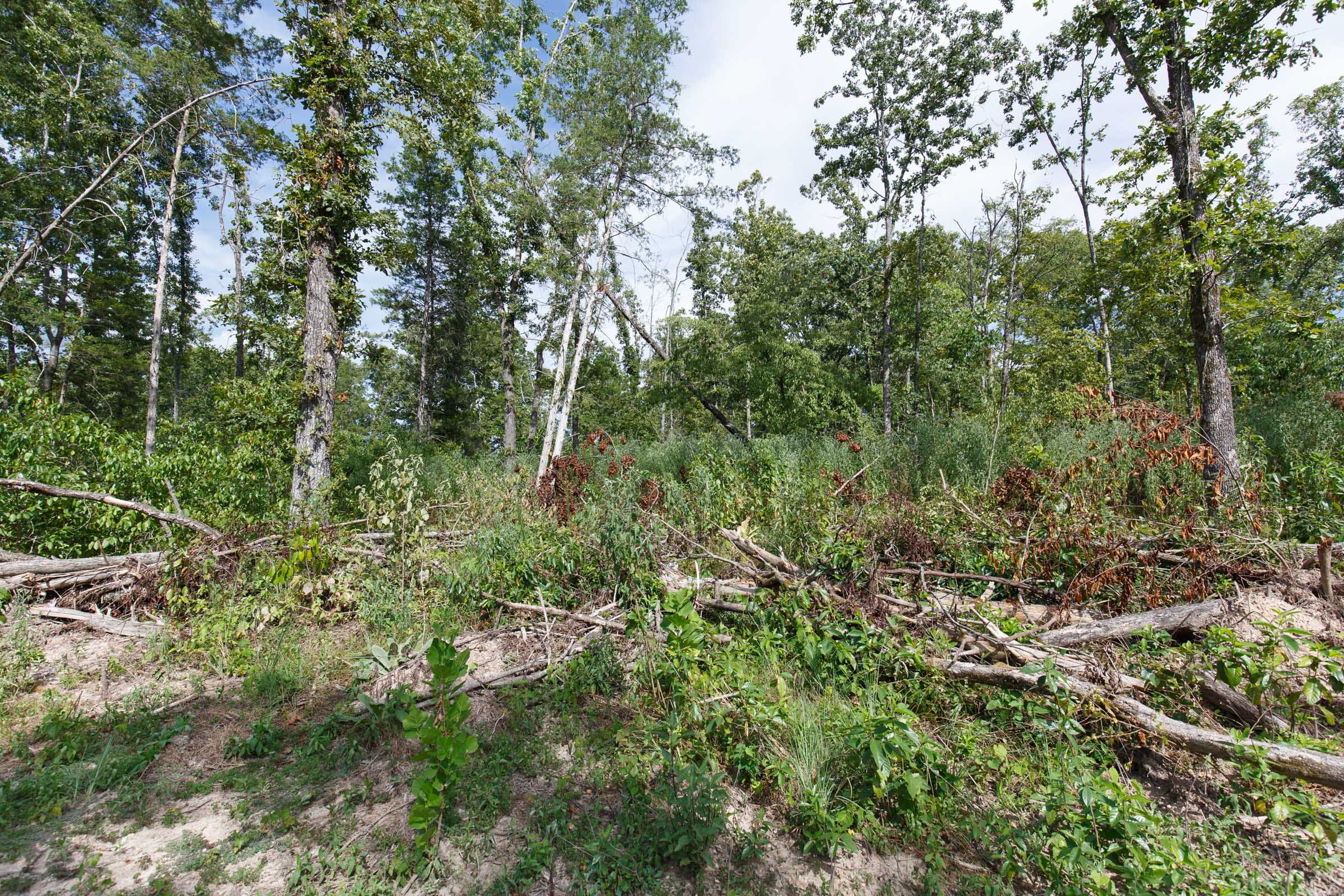 Wildwood Tract 1 photo 11
