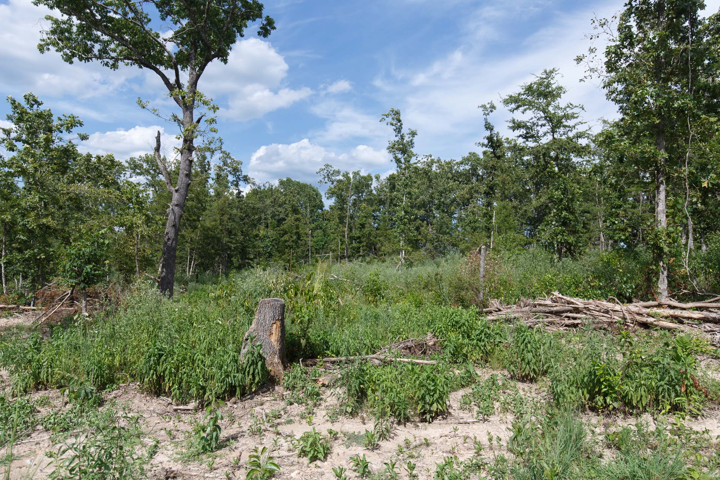 Wildwood Tract 1 photo 15