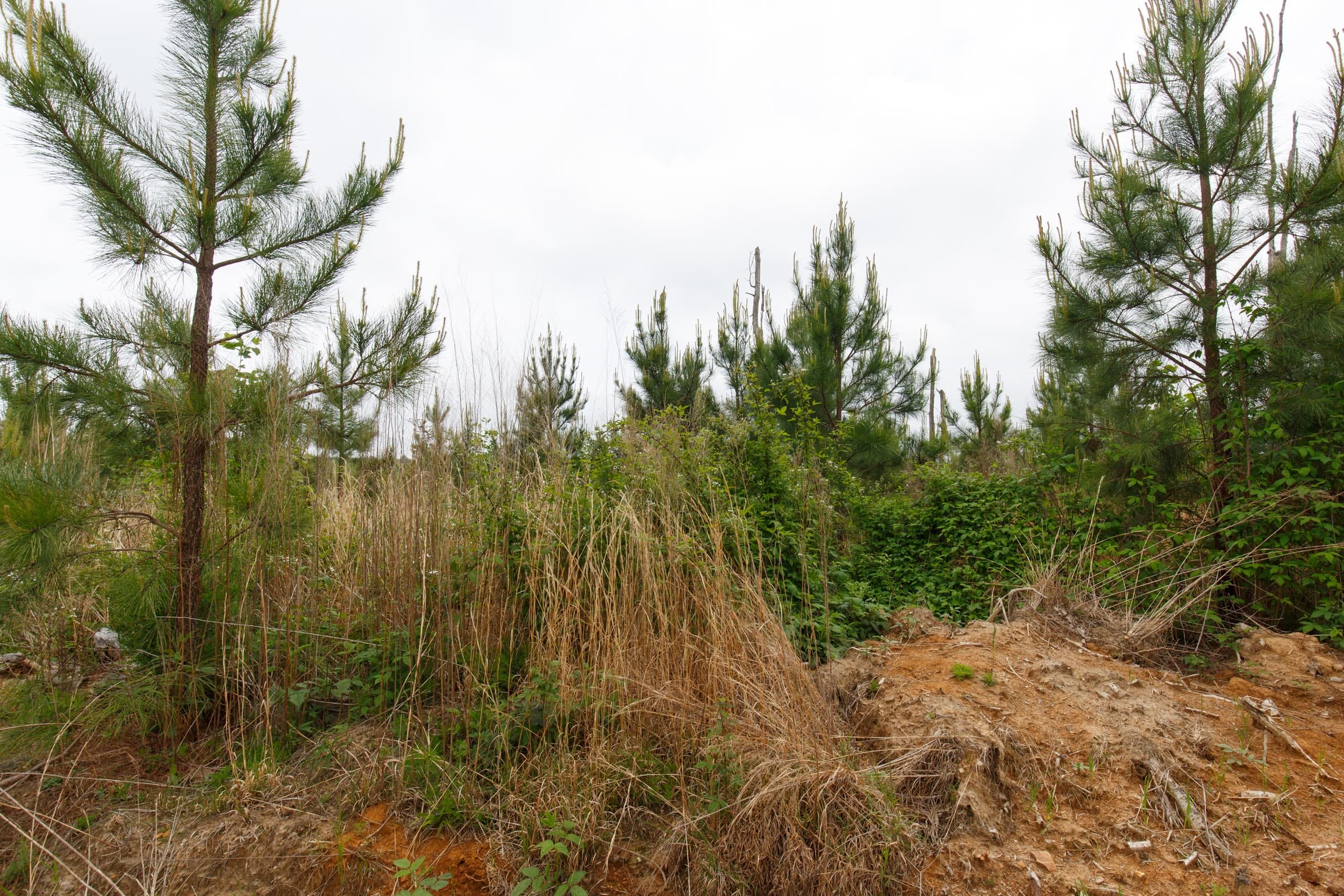 Red Barn Ranch Tract 47 photo 2