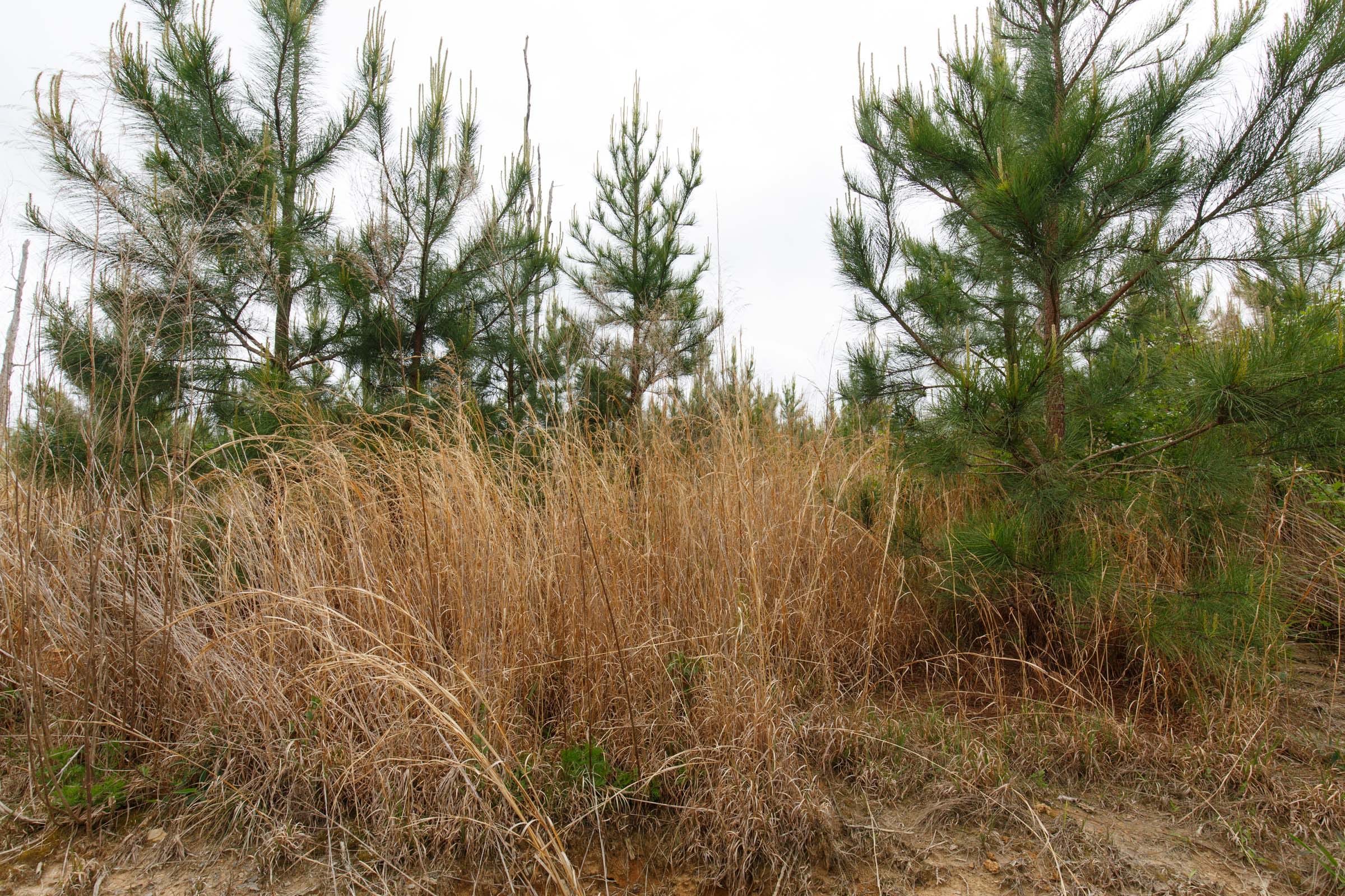 Red Barn Ranch Tract 47 photo 3