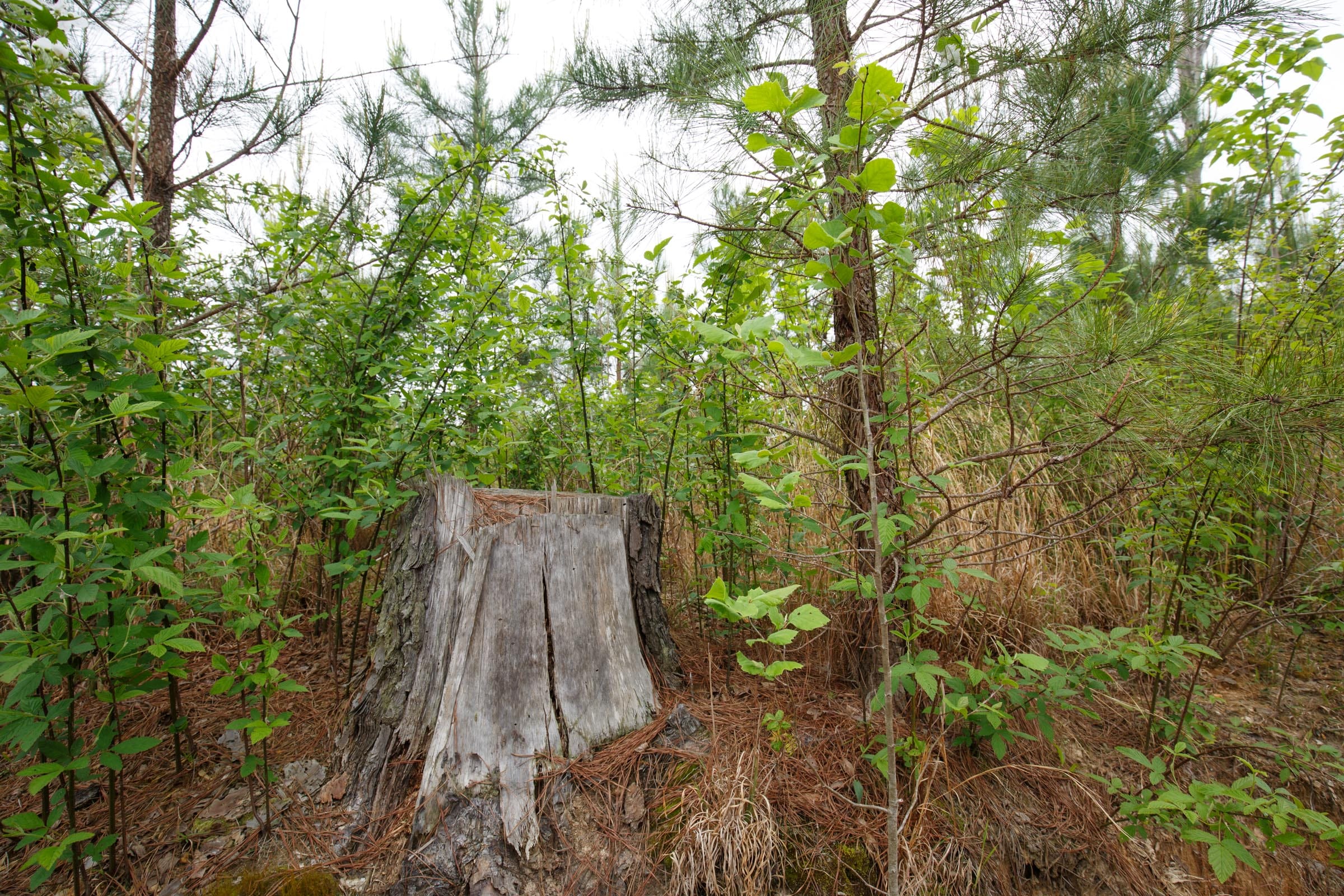 Red Barn Ranch Tract 47 photo 4