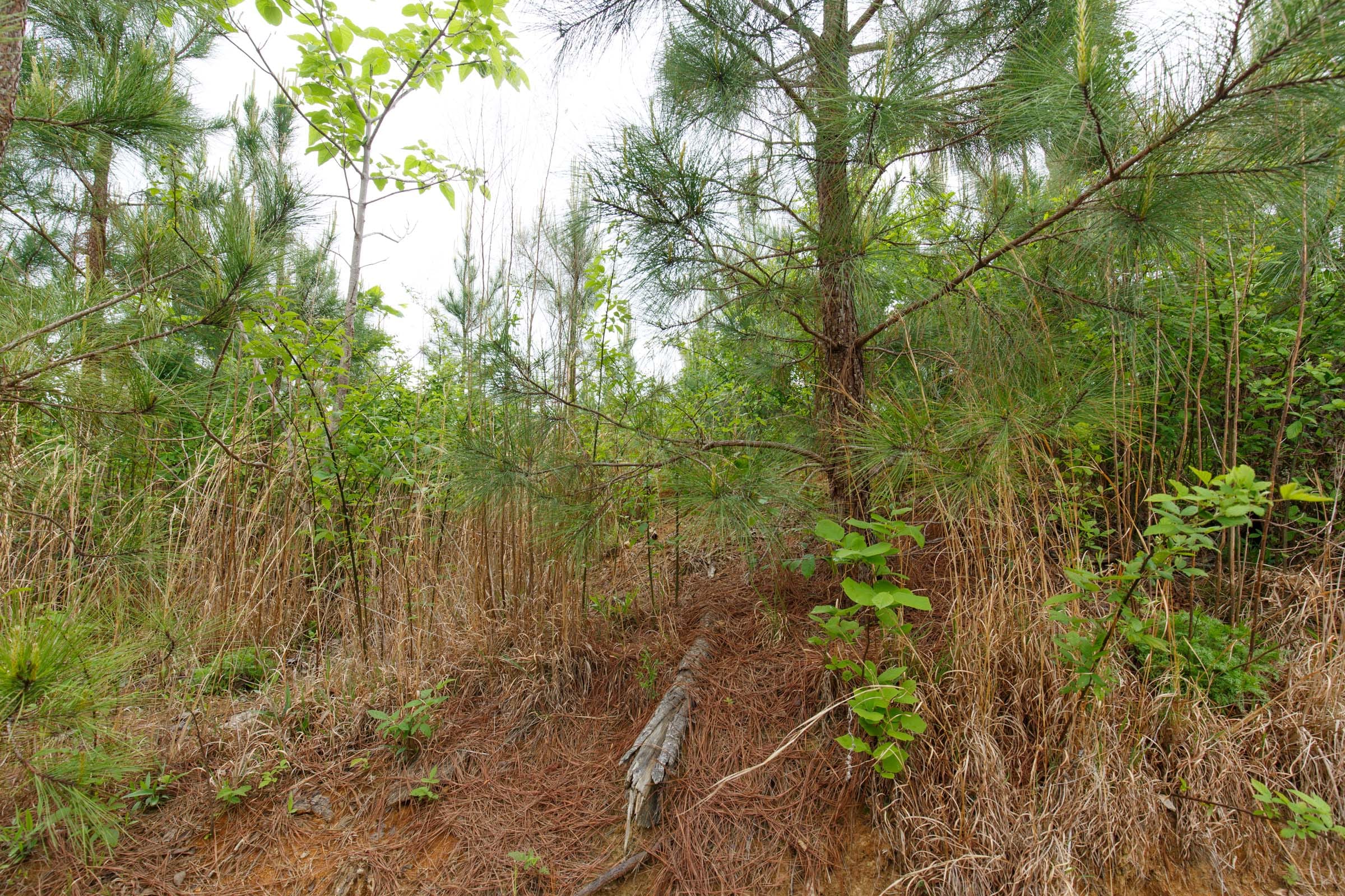 Red Barn Ranch Tract 47 photo 5