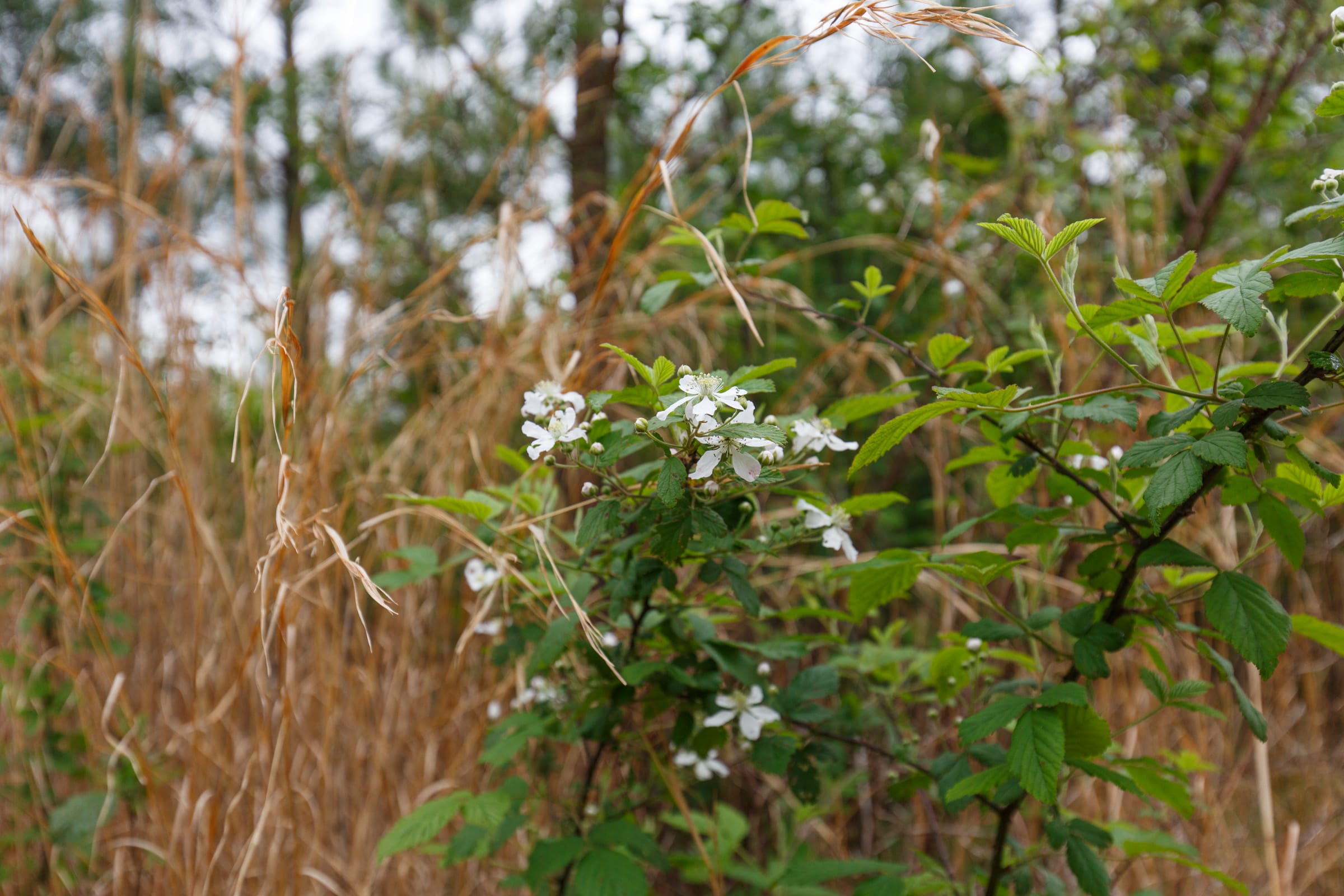 Red Barn Ranch Tract 47 photo 8