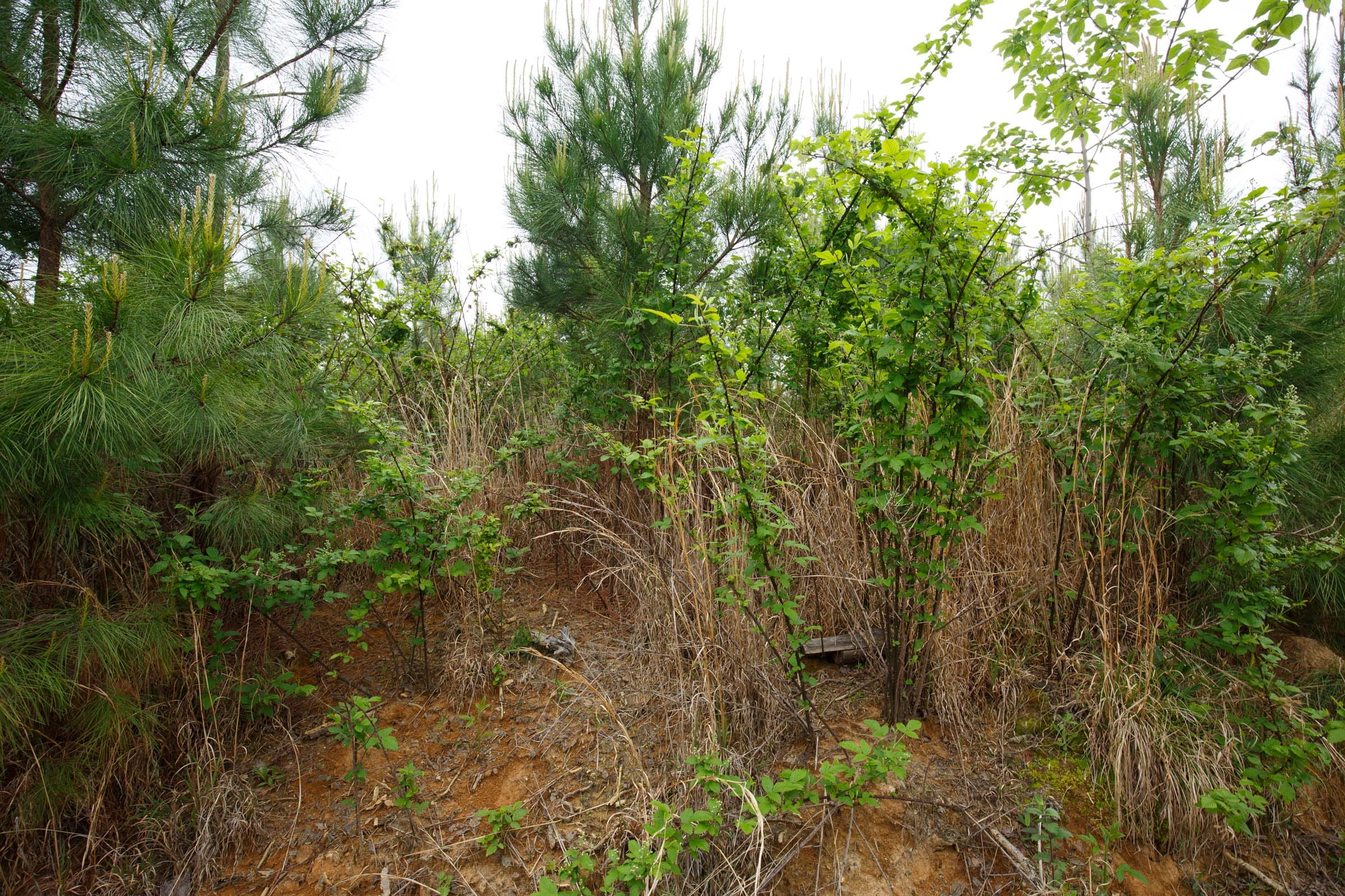Red Barn Ranch Tract 47 photo 12