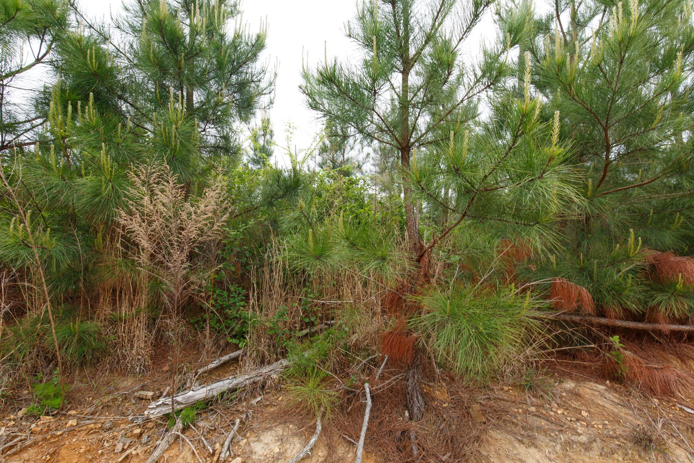 Red Barn Ranch Tract 47 photo 13