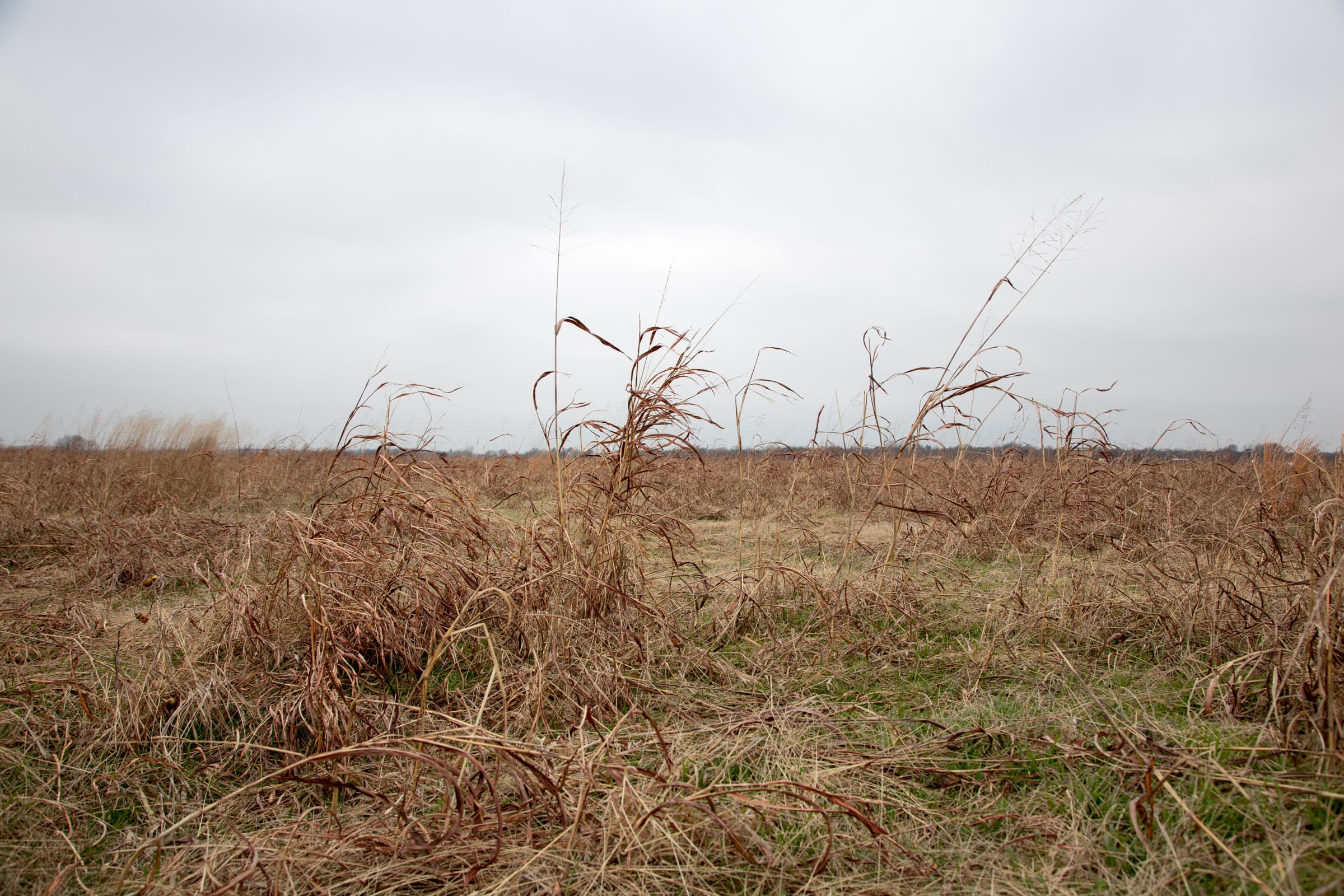 Canadian Plains Tract 42 photo 14