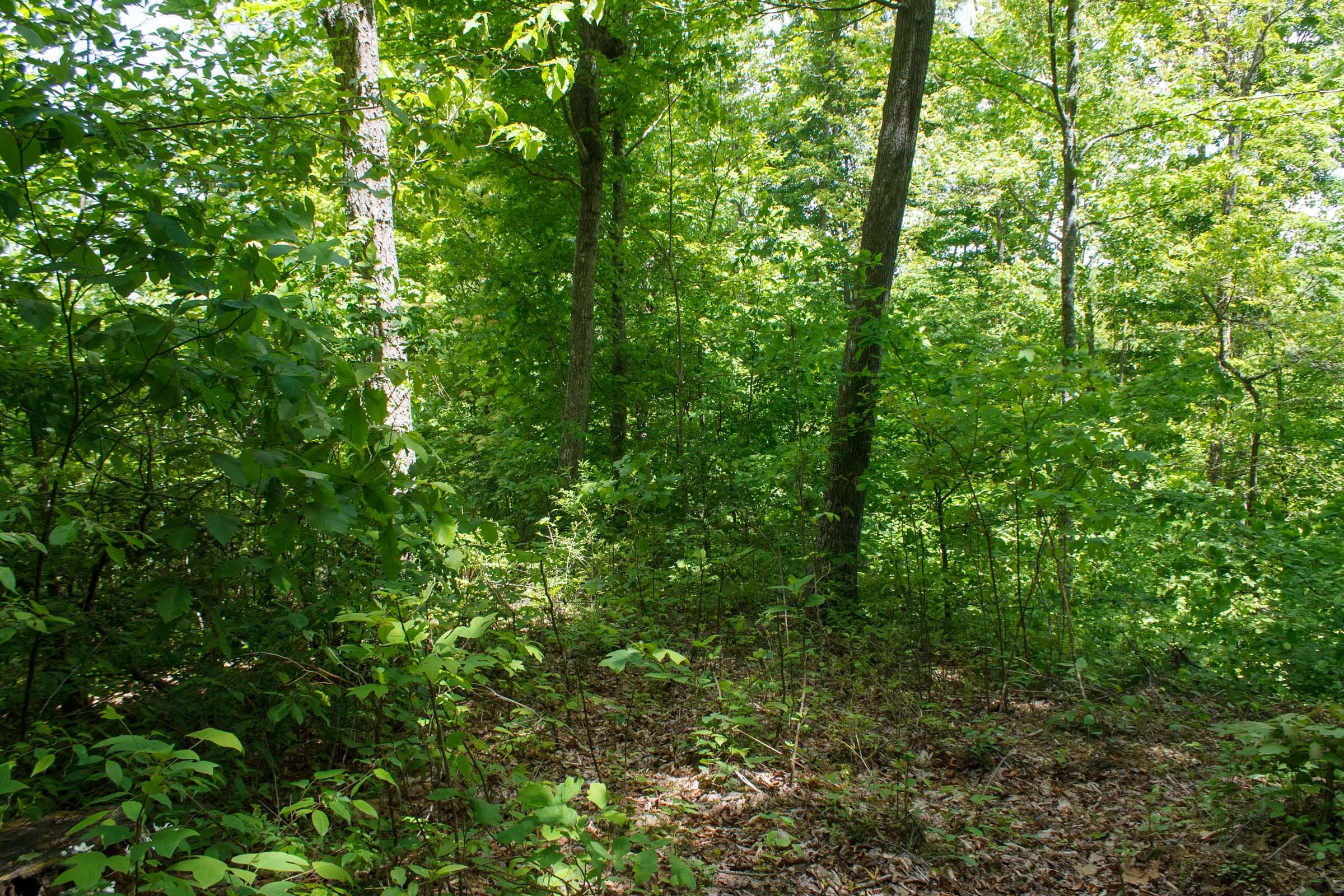 Riverbend Tract 15 photo 4