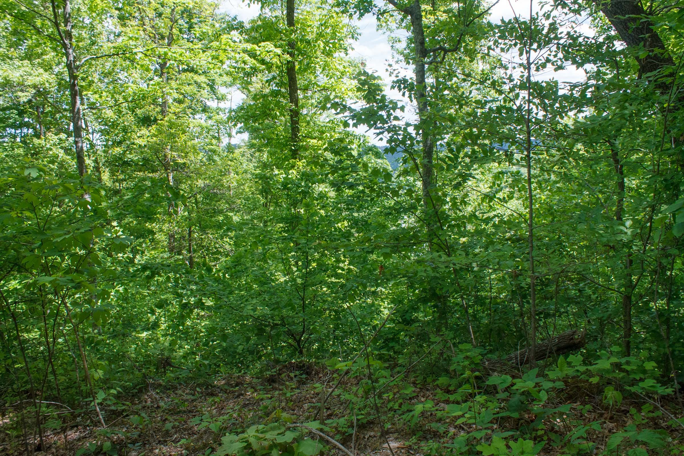 Riverbend Tract 15 photo 5